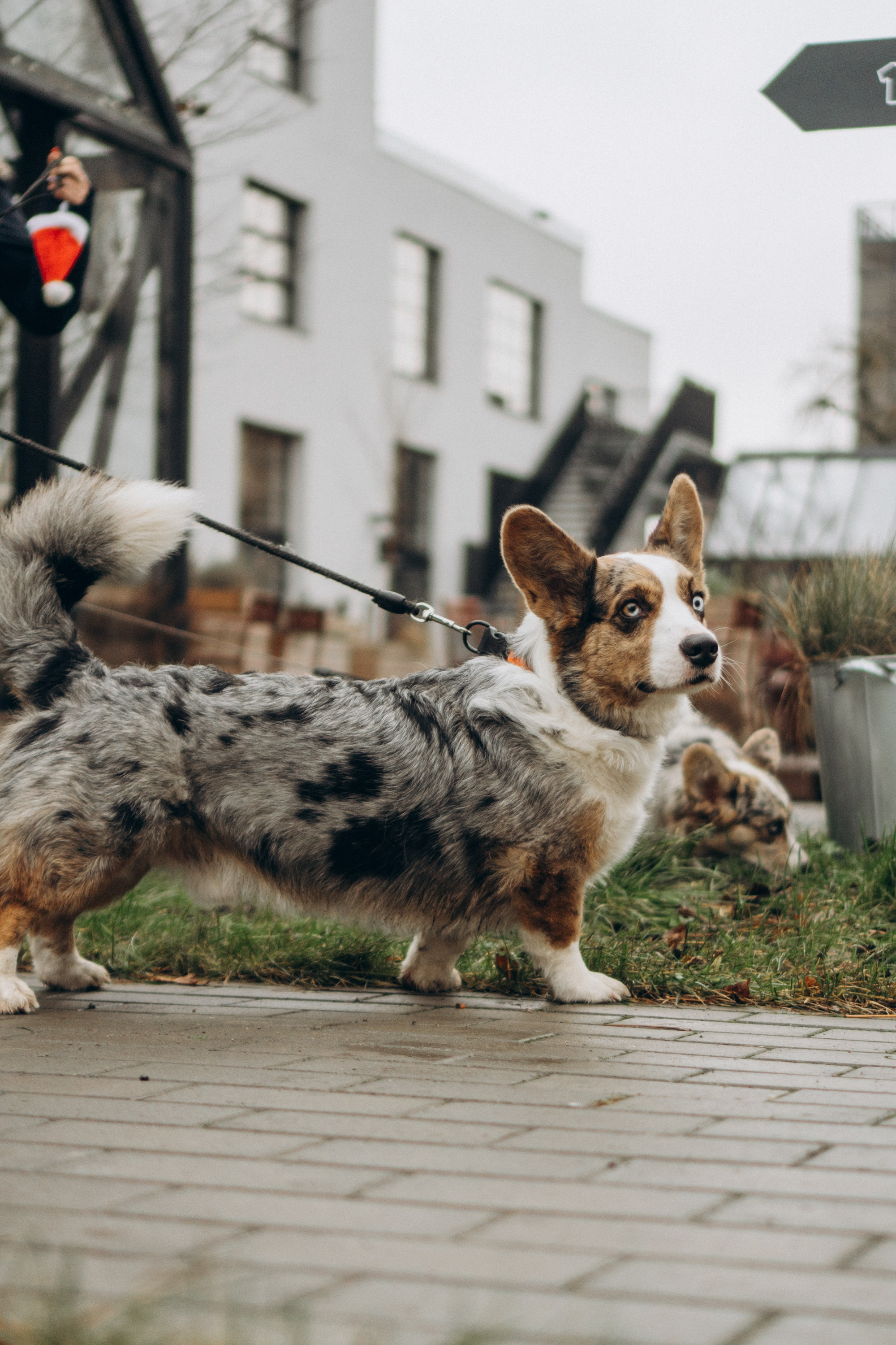 Corgi Fest, Christmas edition. Kat Laisaar — Pet photographer in Tallinn