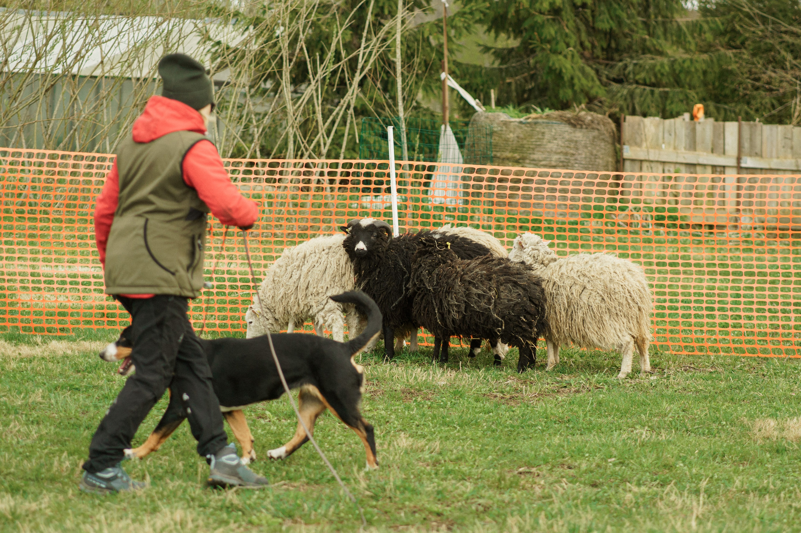 Herding Days, 26 apr. 2025. Kat Laisaar — Pet photographer in Tallinn
