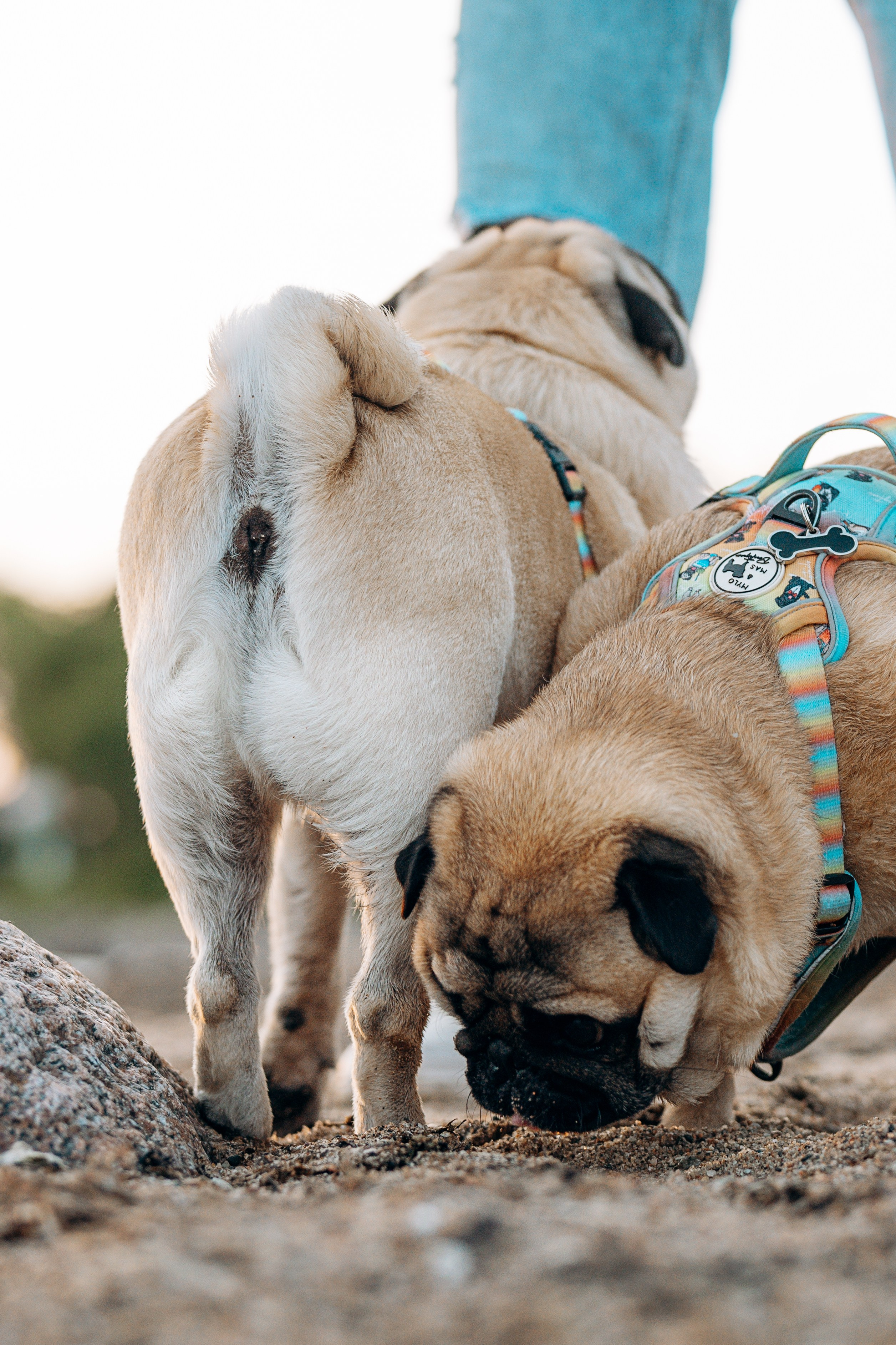 Frank, Tony, Katerina & Lev. Kat Laisaar — Pet photographer in Tallinn