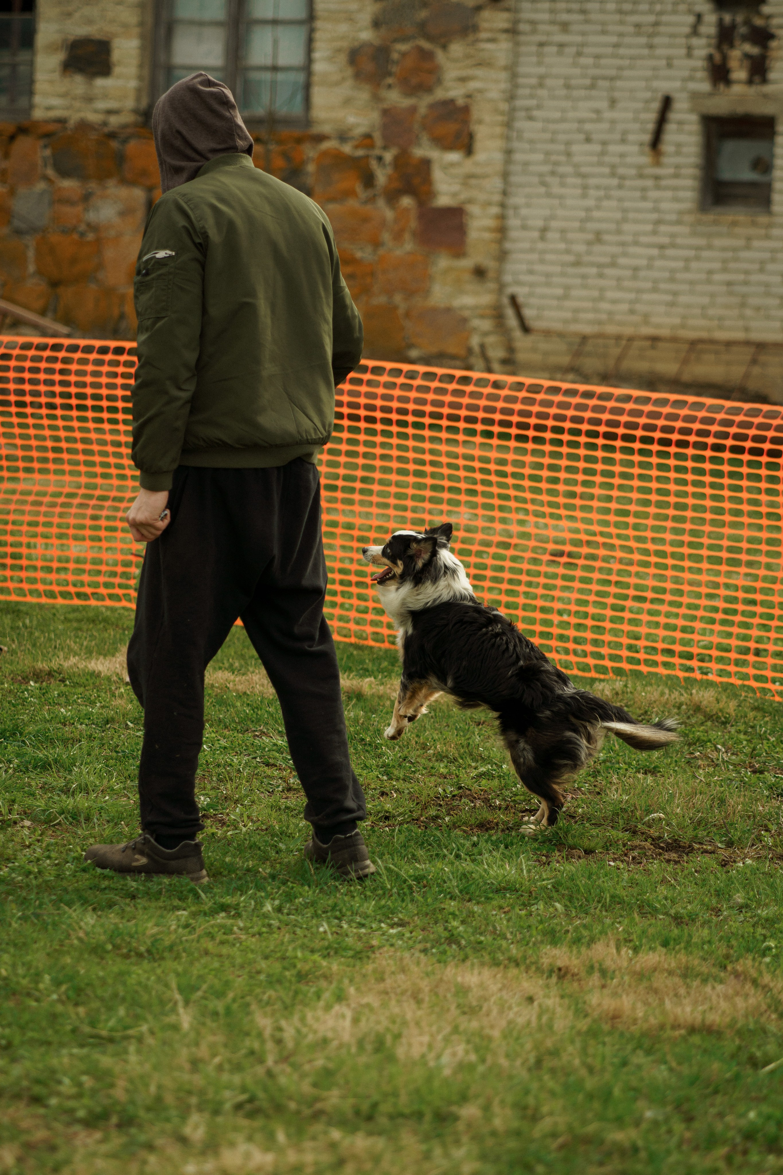 Herding Days, 26 apr. 2025. Kat Laisaar — Pet photographer in Tallinn