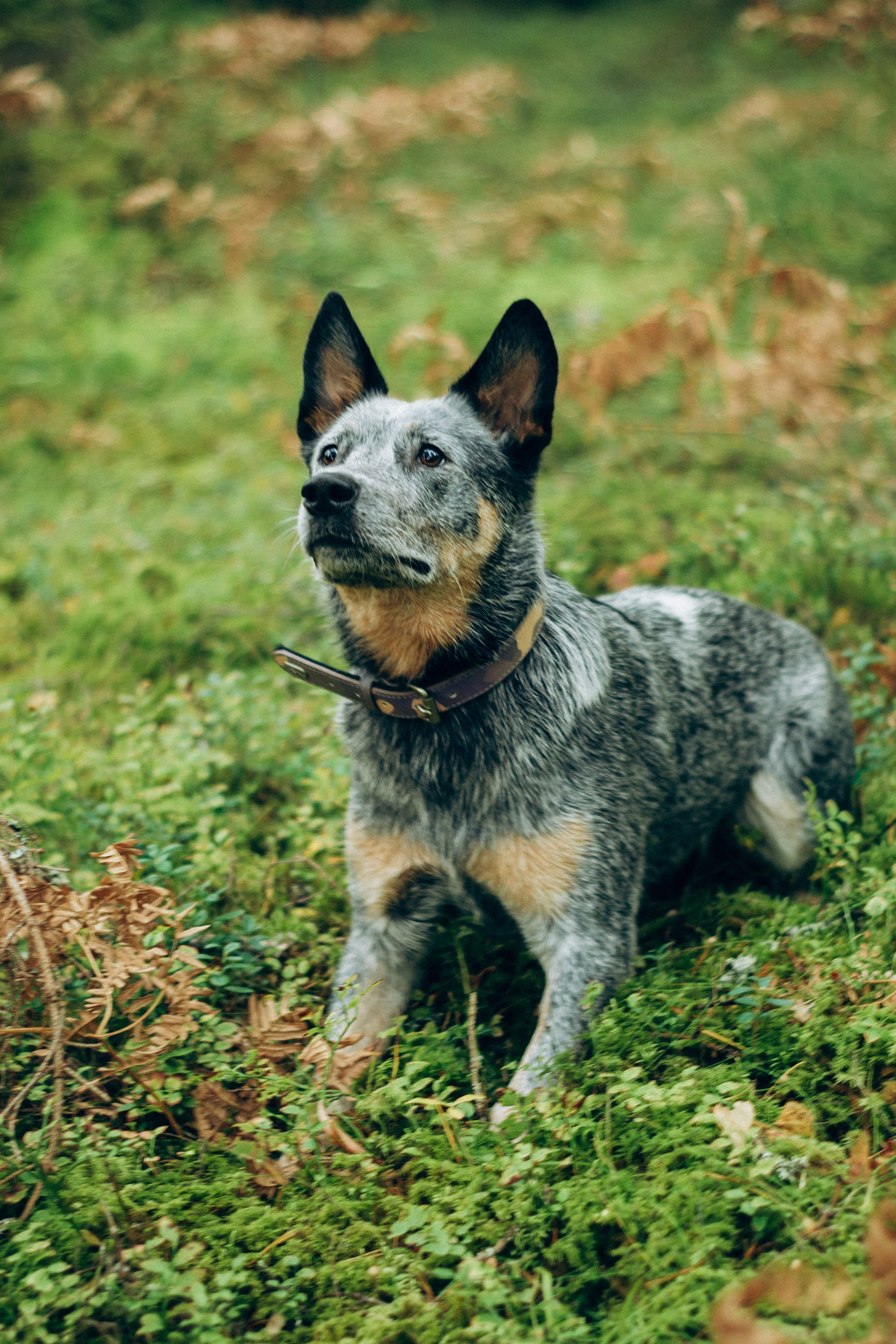Polina and her Dakota, Blue Heeler. Kat Laisaar — Pet photographer in Tallinn