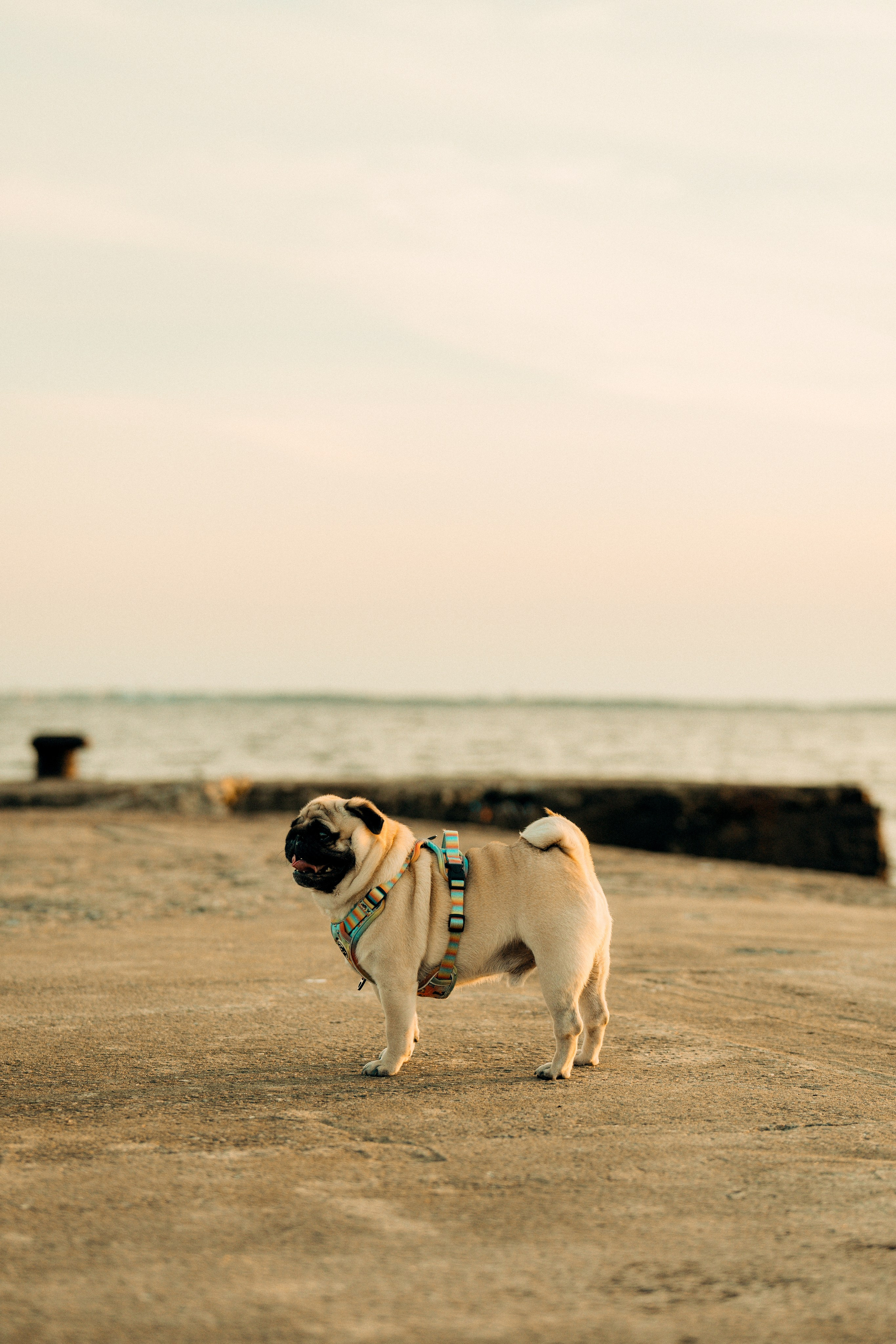 Frank, Tony, Katerina & Lev. Kat Laisaar — Pet photographer in Tallinn