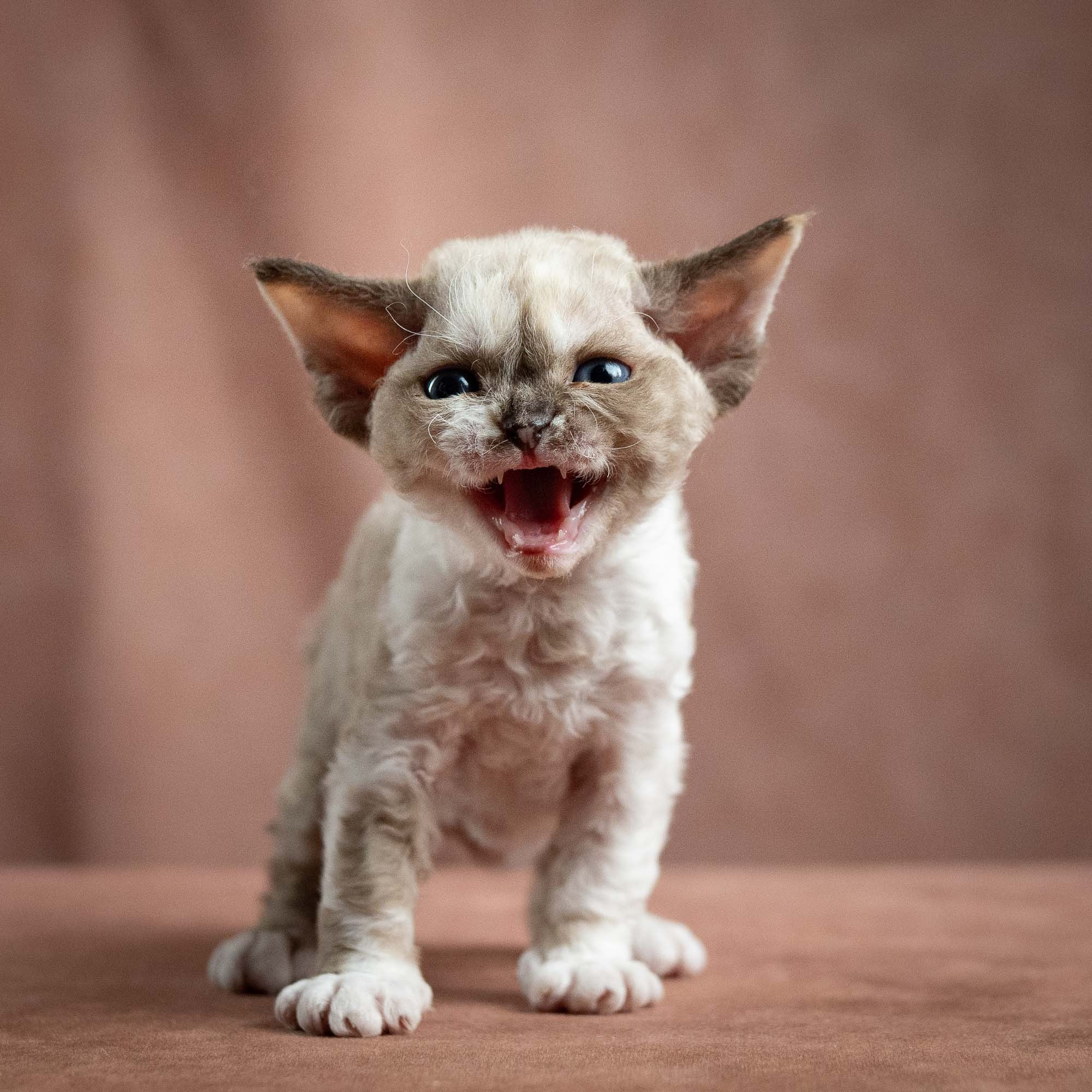 Thalia, girl, born 01.17.26. Devon Rex Pixie Cattery