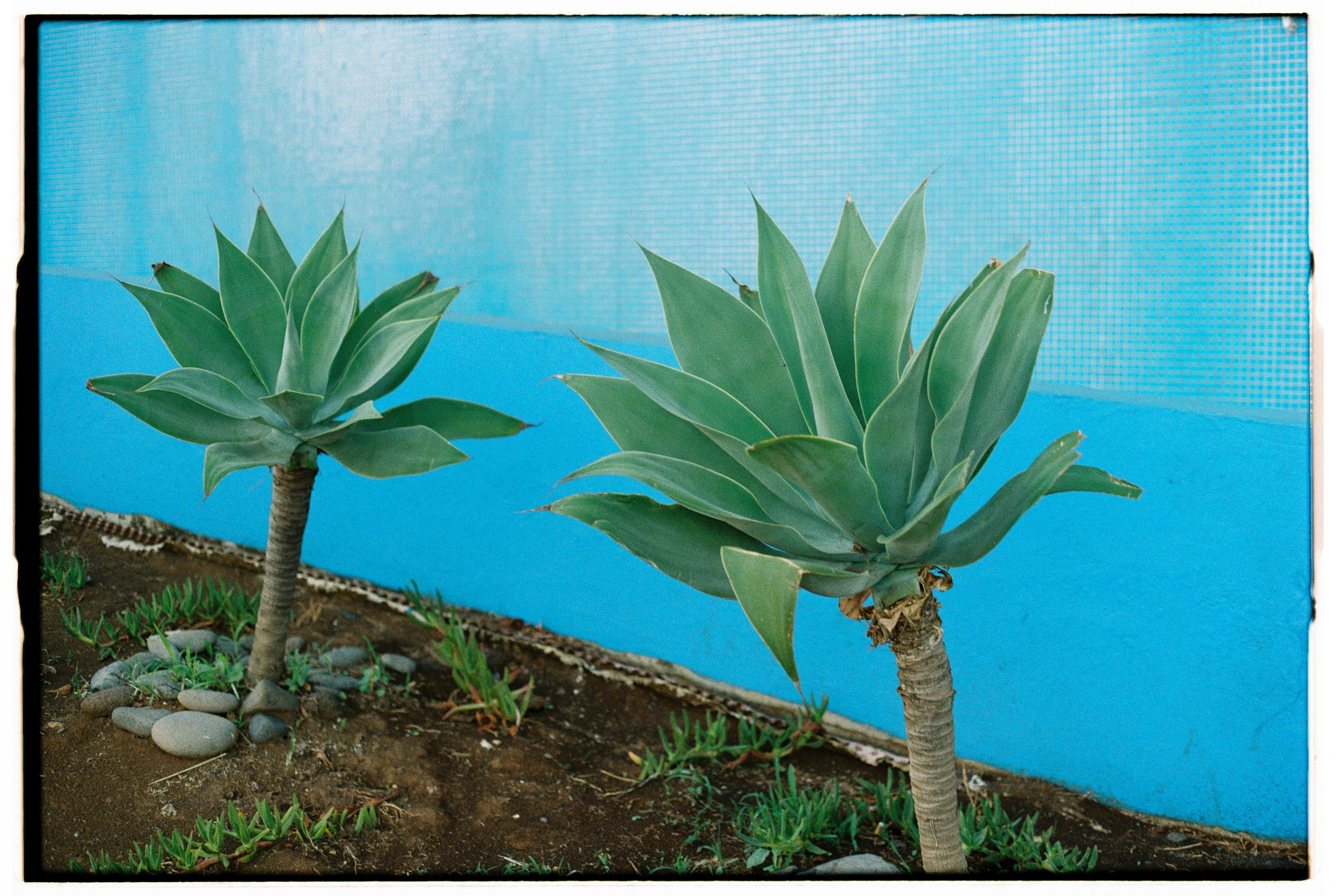 Madeira on film. Portrait photographer in Madeira — Marina Shtukina