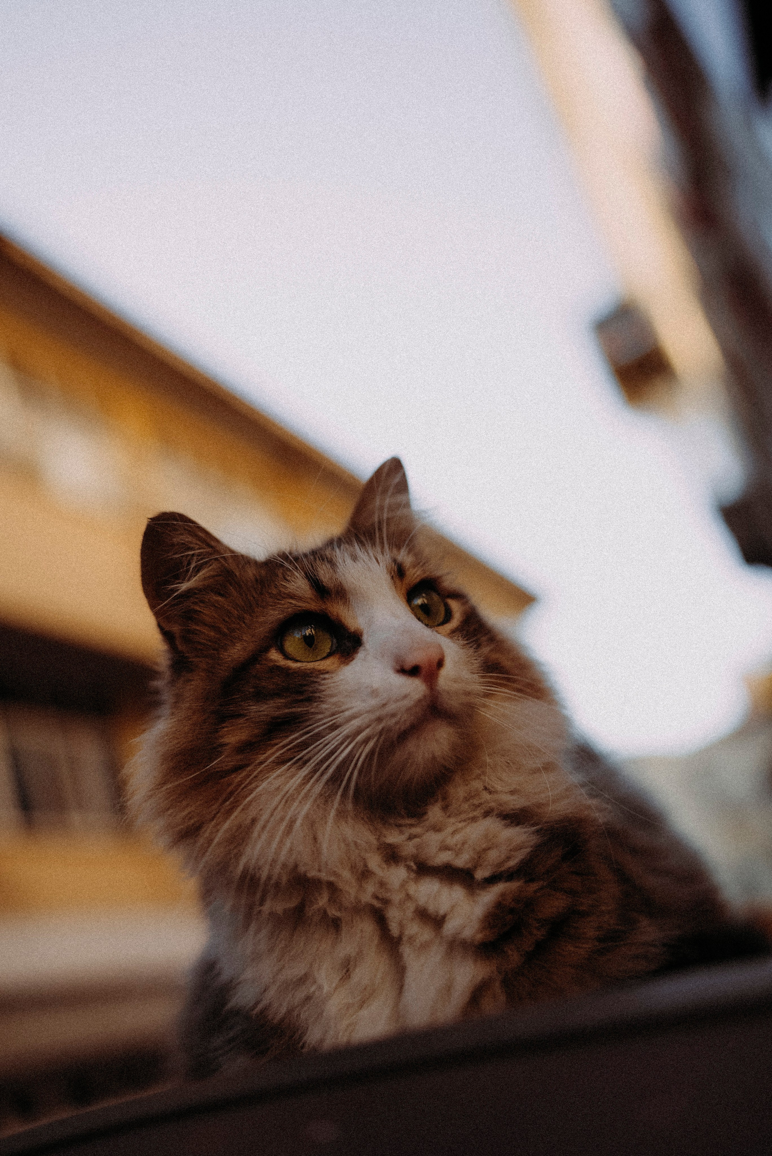 СТАМБУЛ. Стрит-фотография, полная абсурда, идиотизма и красоты