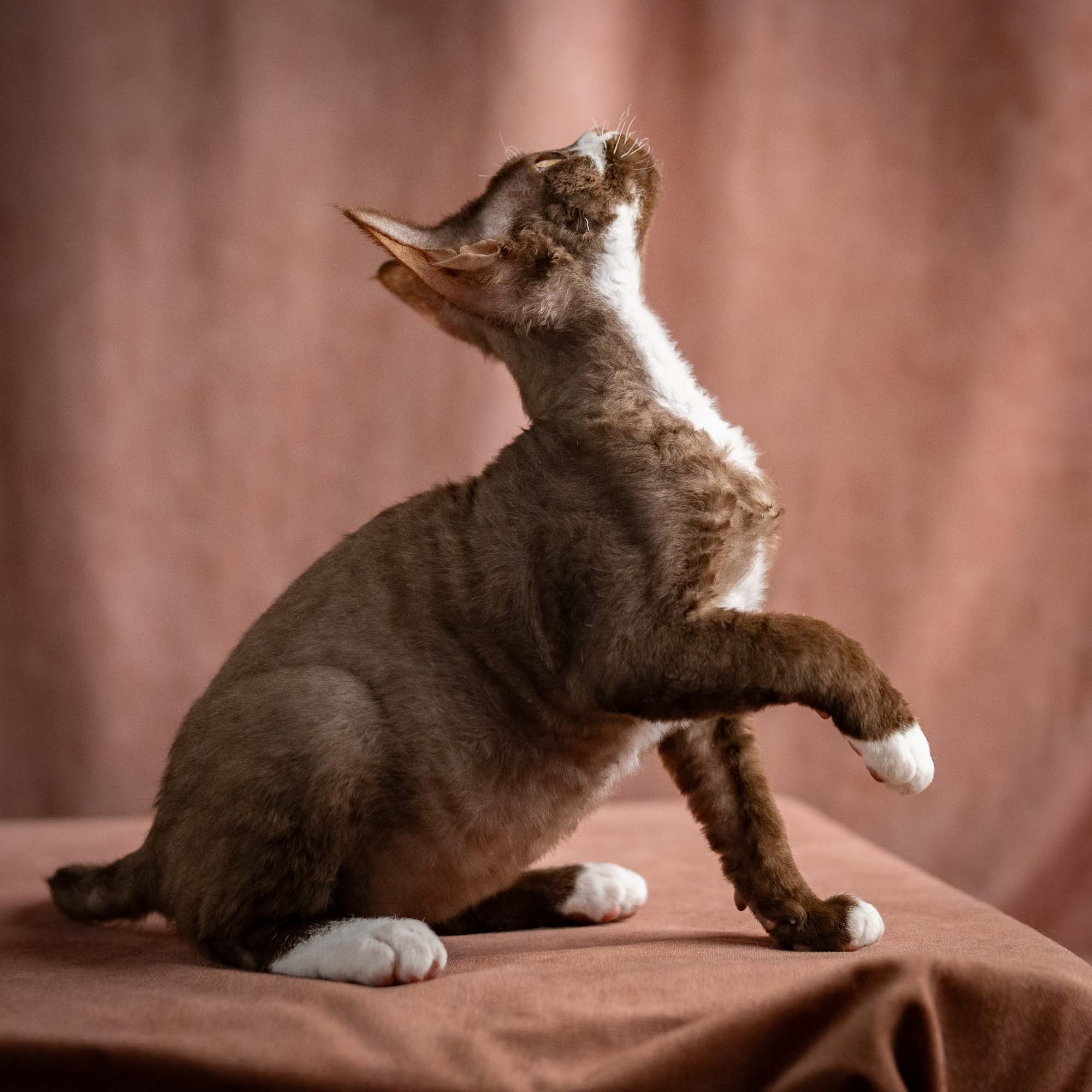 Preston, boy, born 02.11.26. Devon Rex Pixie Cattery