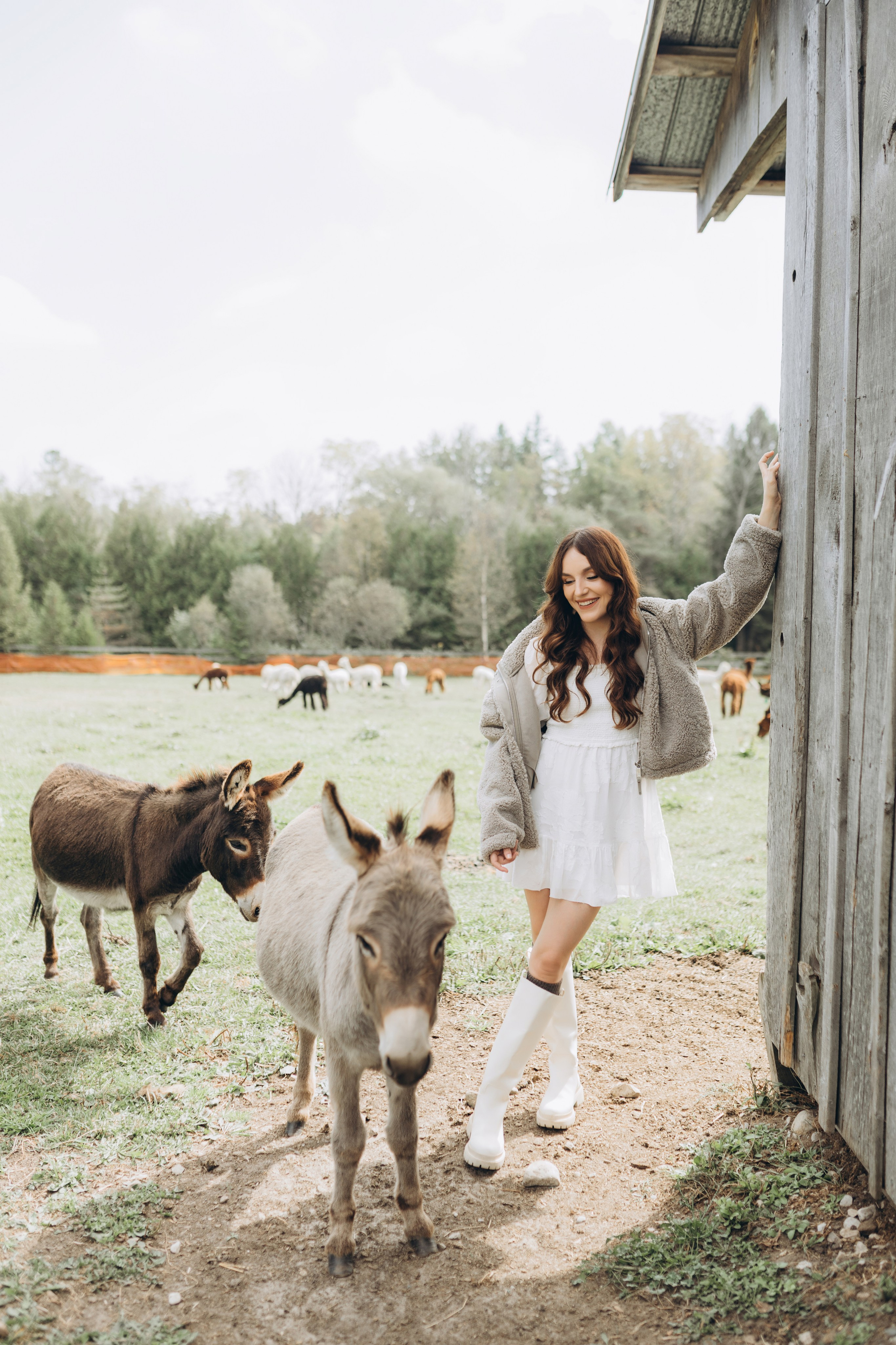 Alpacas Farm. Chernenko.photography