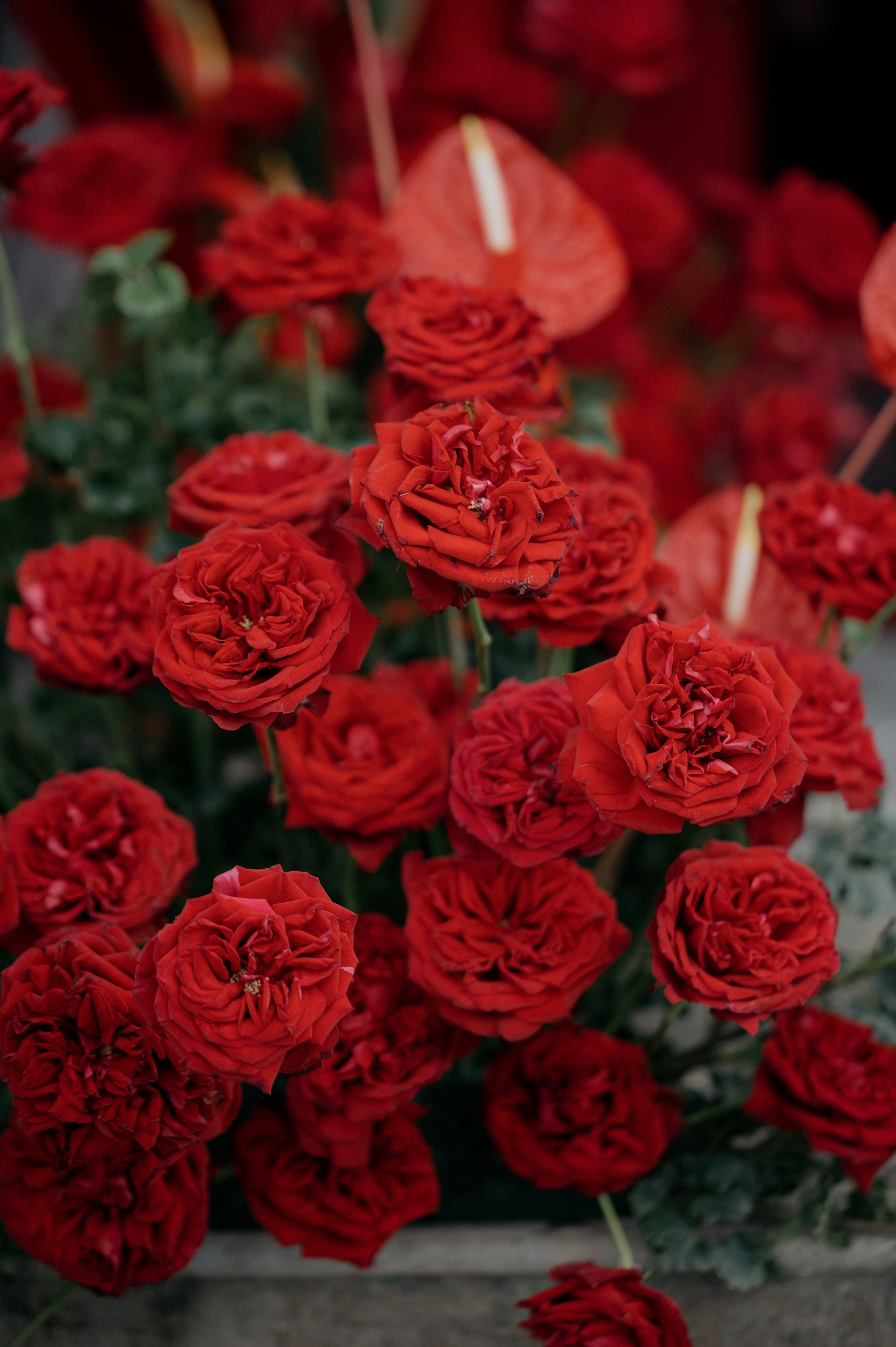 NGAN & NGHIA / Engagement. Nhiếp ảnh gia đám cưới hàng đầu tại Thành Phố Hồ Chí Minh