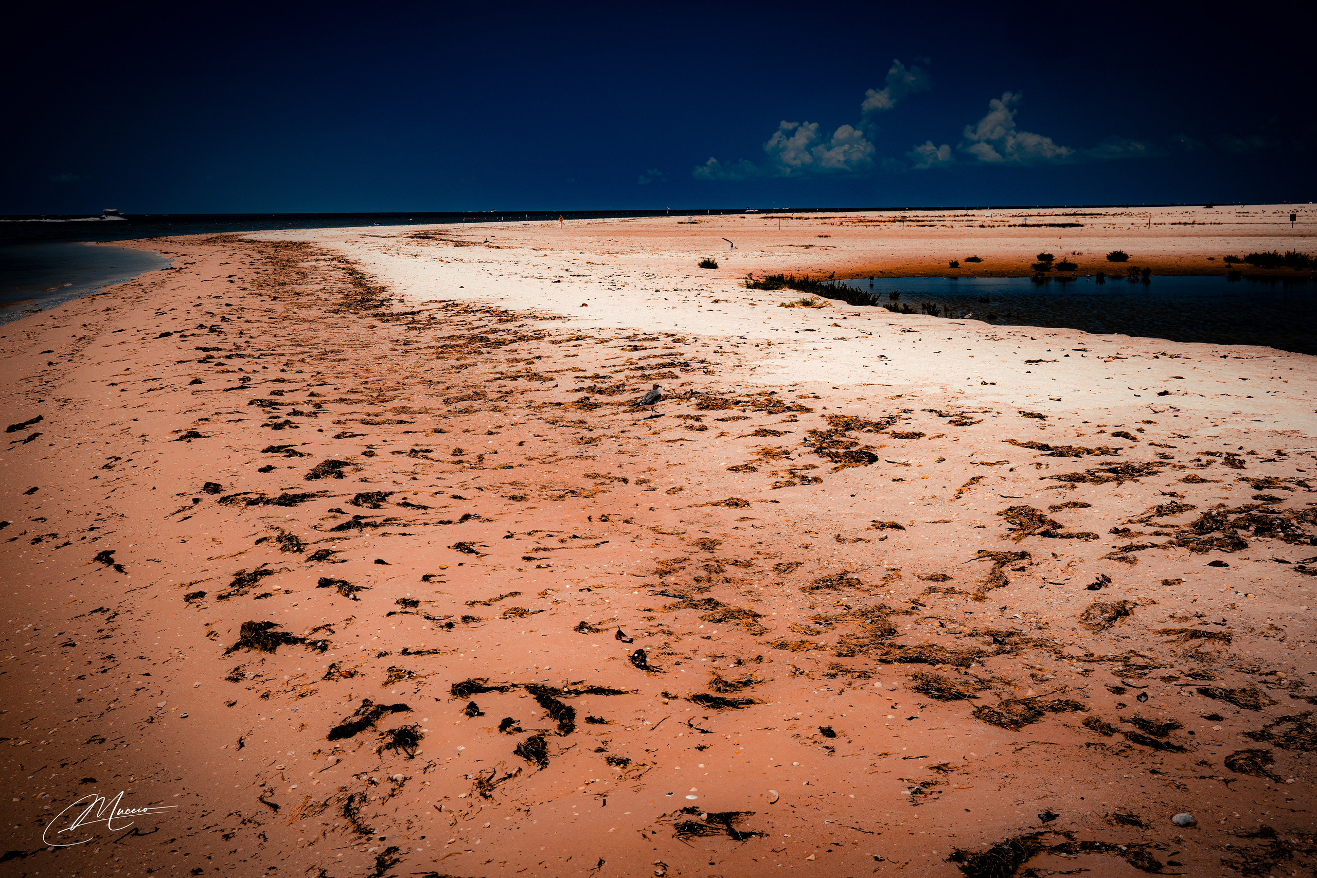 Fort Myers. Out and About 239