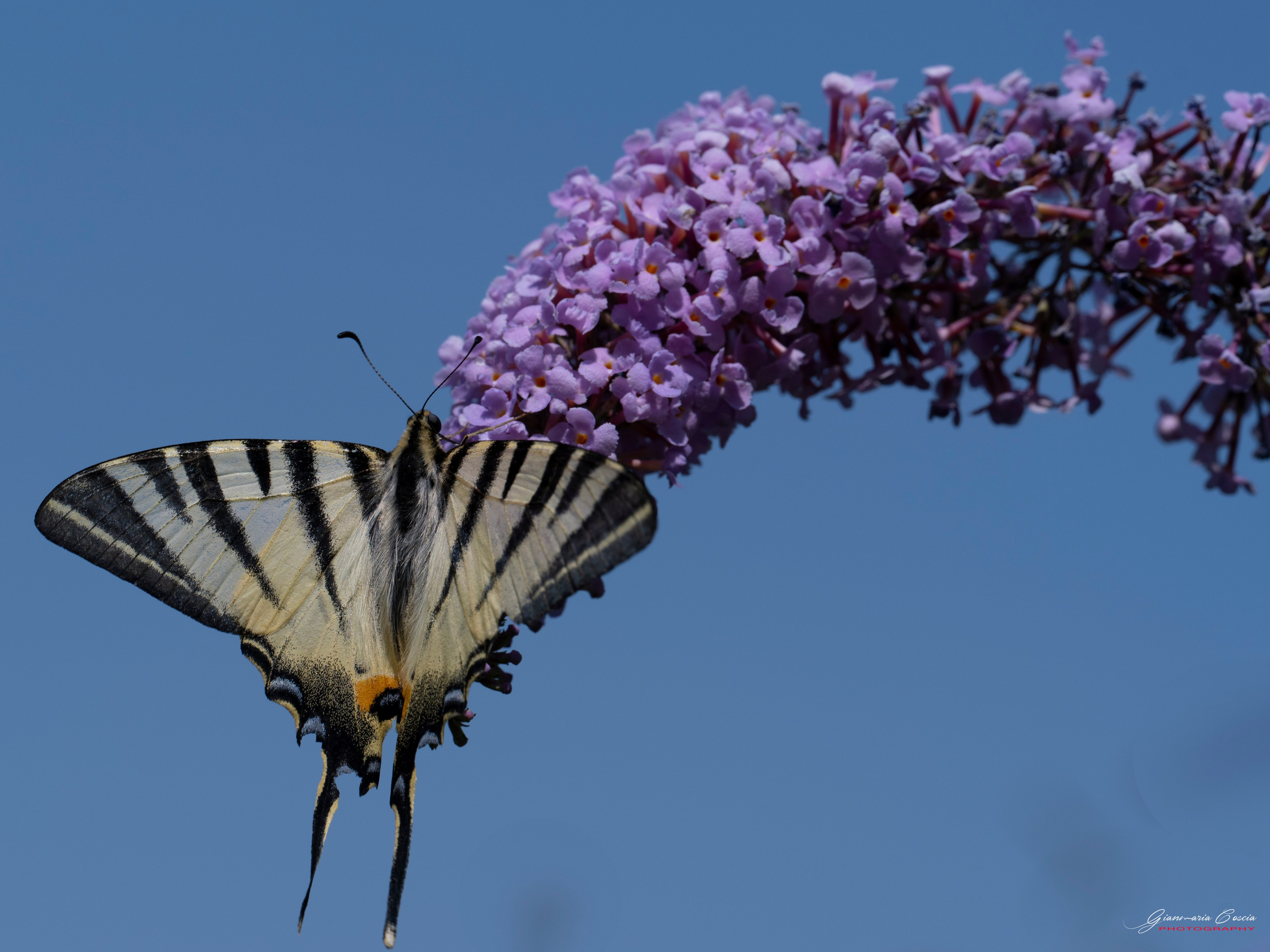 Farfalle. “Gianmaria Coscia fotografo per passione”