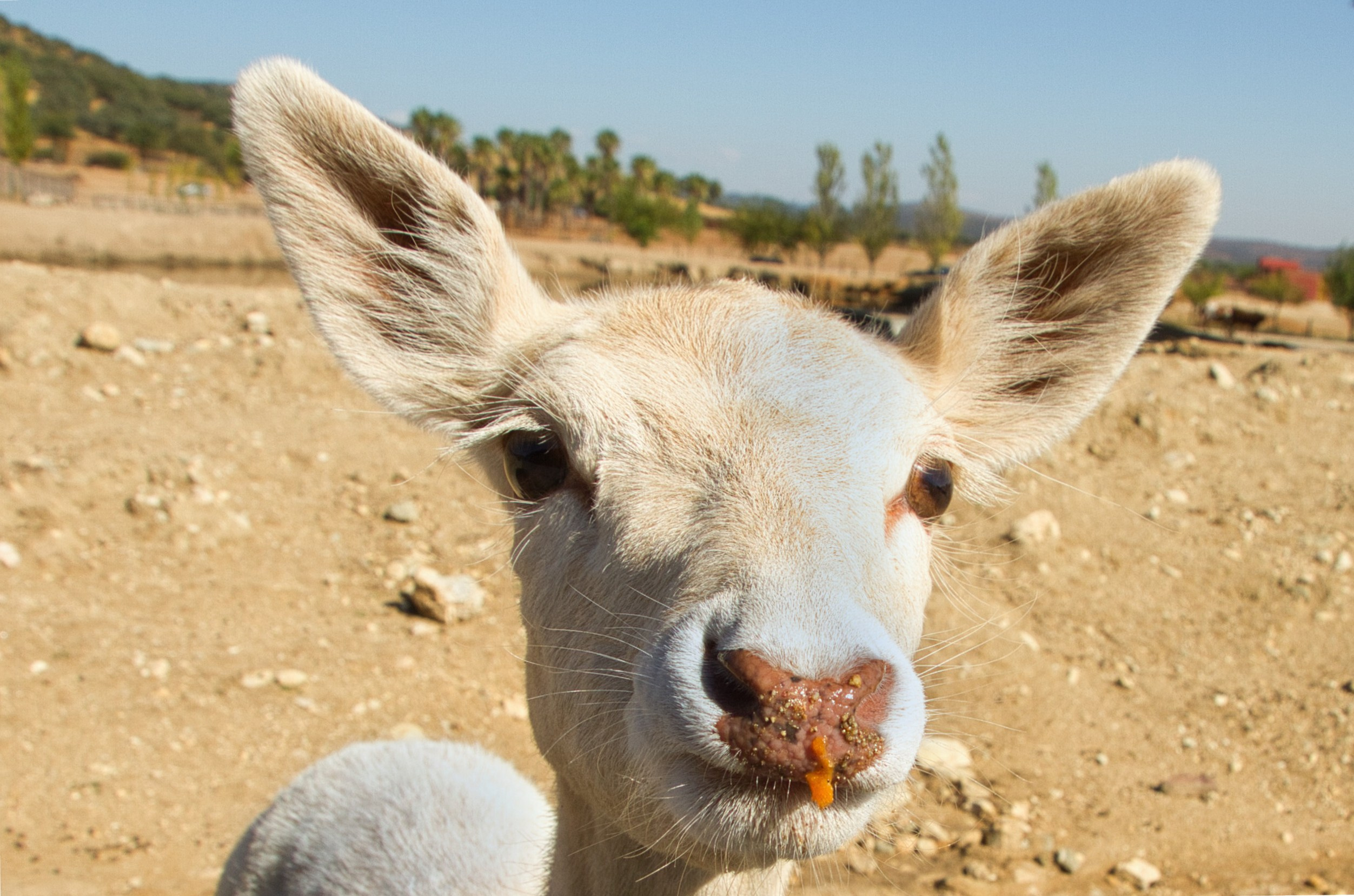 Fotógrafo. Fotógrafo de bodas, familiar, niños y modelos en Madrid, Julio César Bustamante
