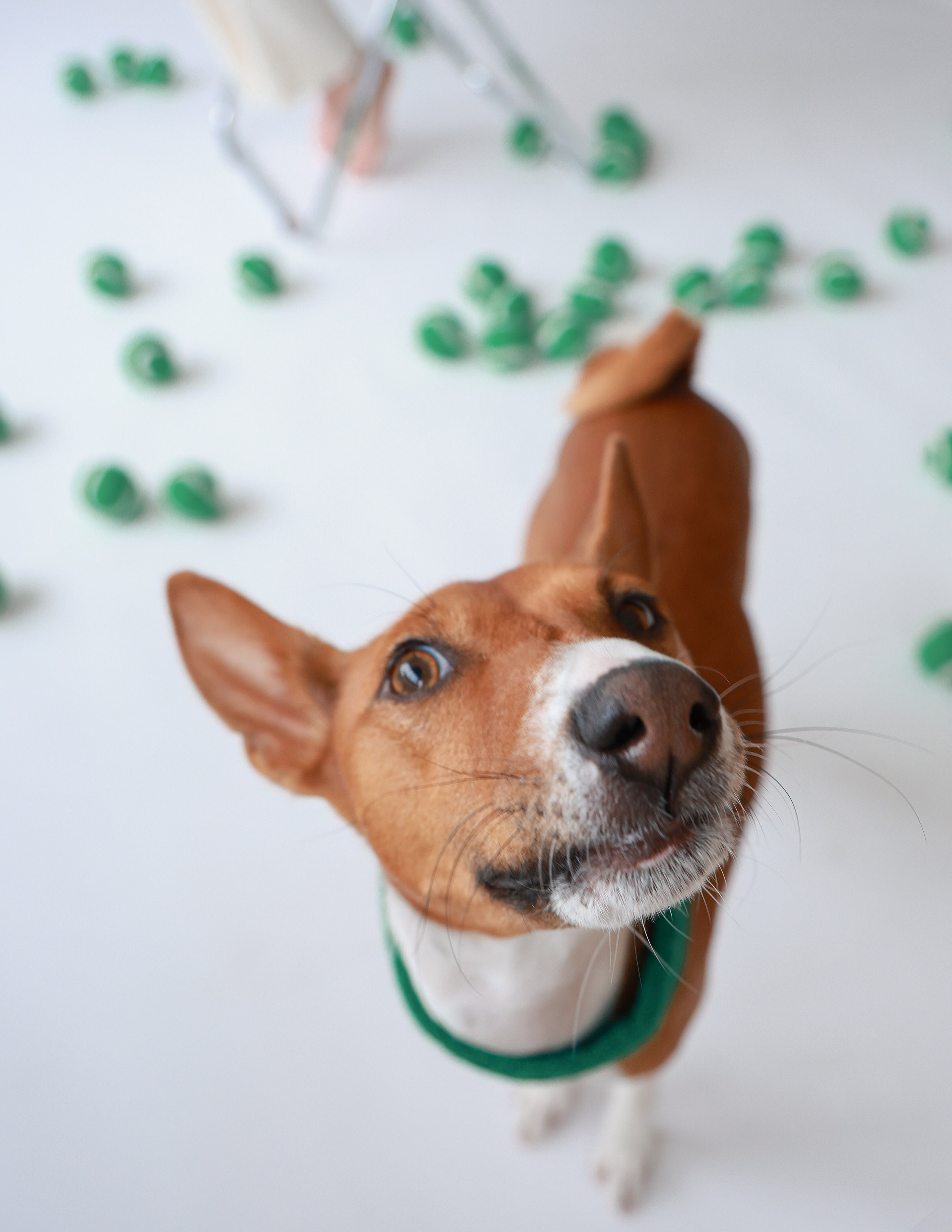 PETS&PEEPS x HOOLIGANS MAGAZINE. Photo | Video creator San Diego CA