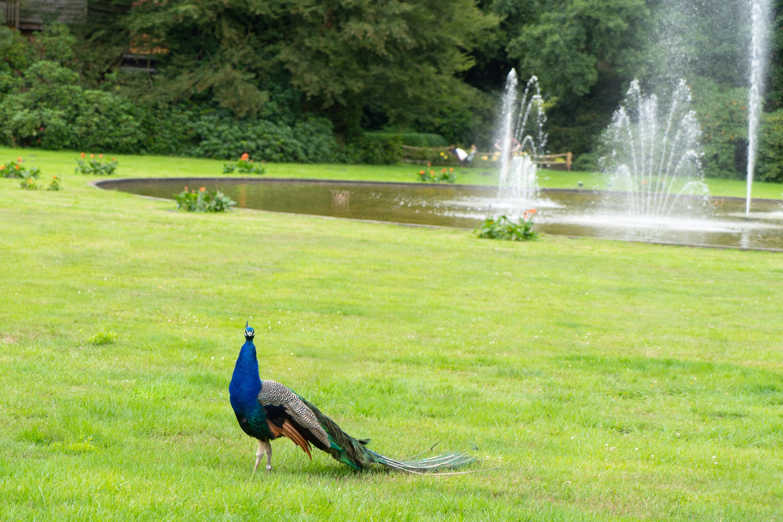 Tierwelt. Bürgerreporter & Amateurfotograf in Hannover