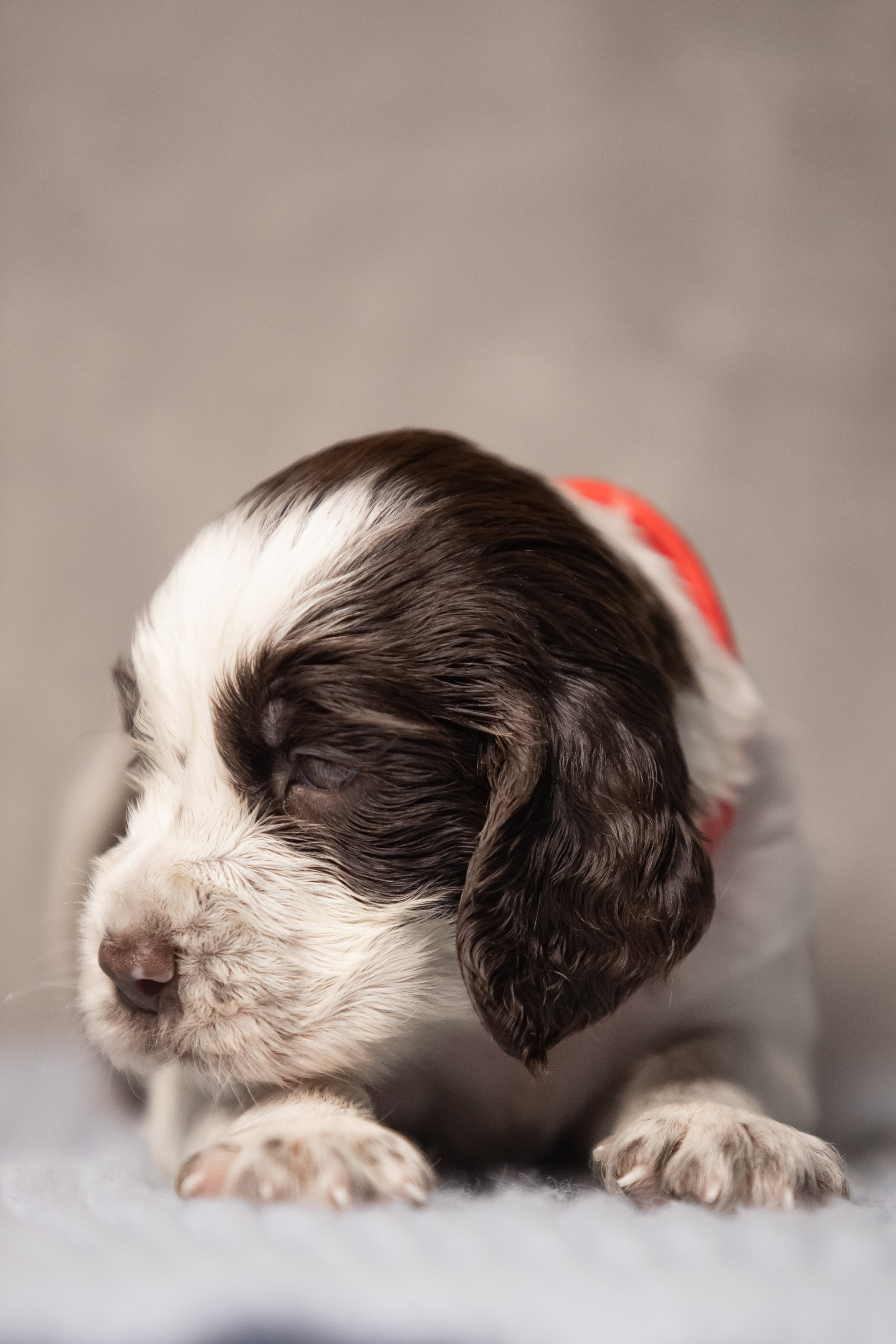Female — Red collar ❤️. Website of the titled stud dog of the Springer Spaniel breed