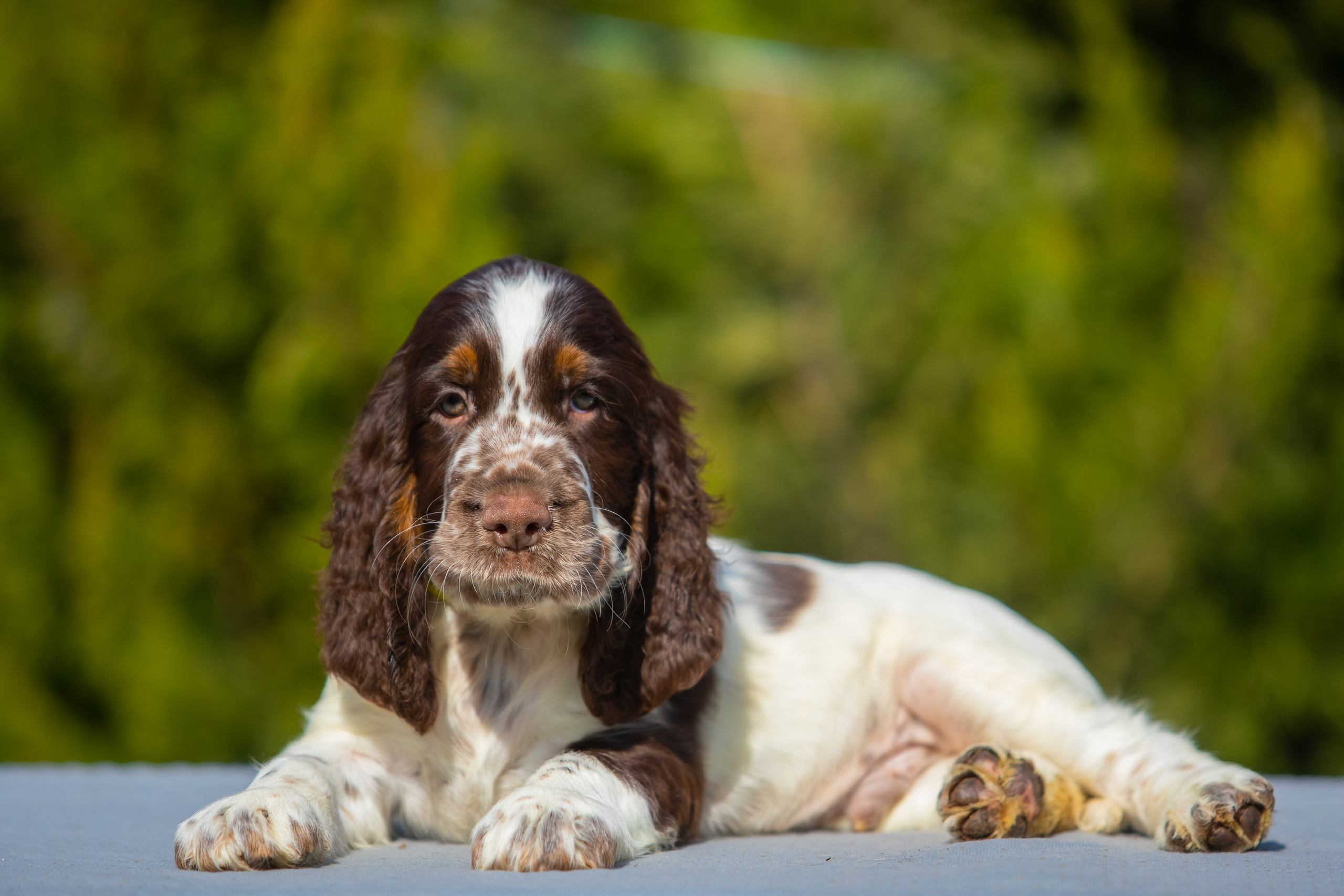 Male — Yellow collar 💛. Website of the titled stud dog of the Springer Spaniel breed
