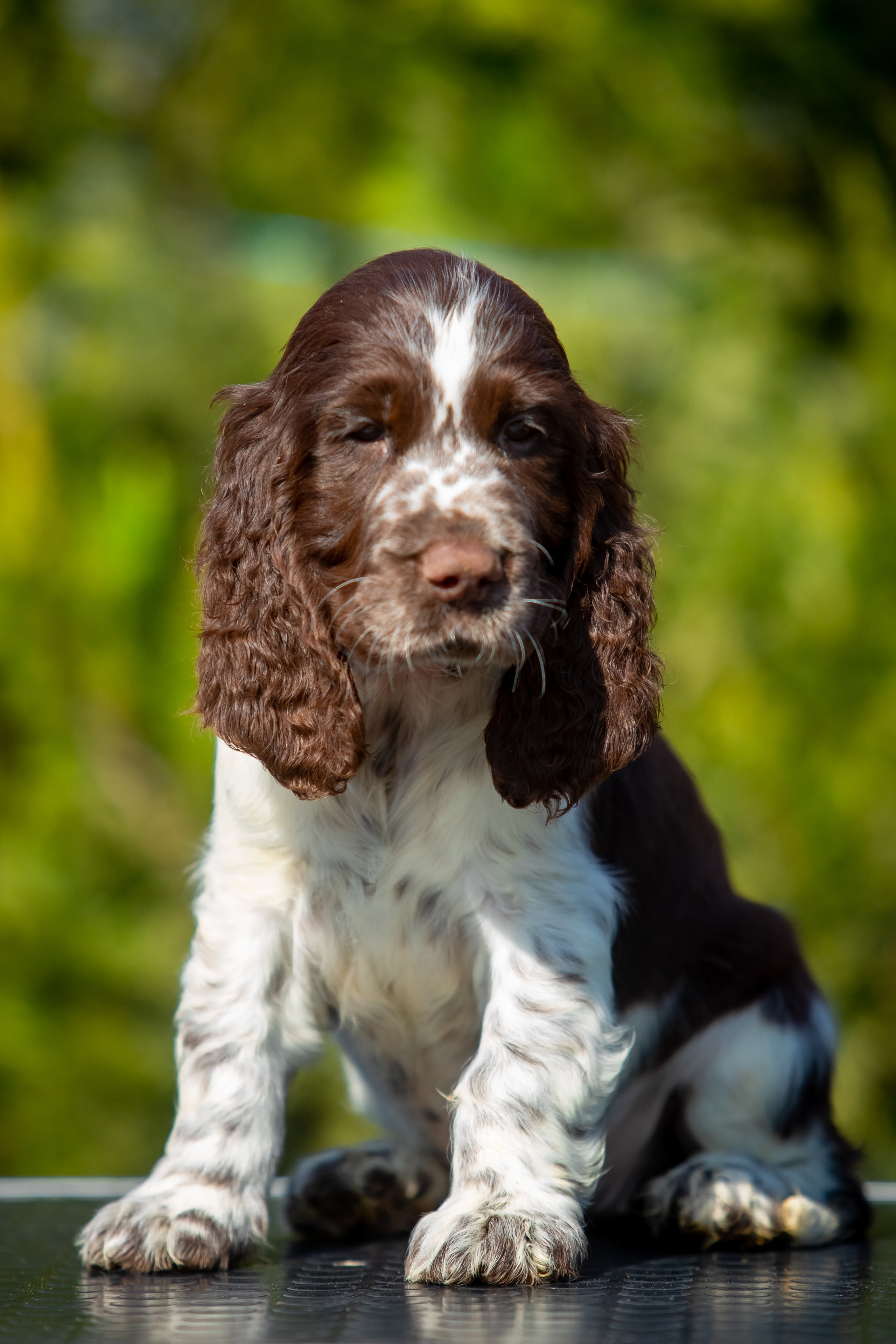Female — Pink collar 💗. Website of the titled stud dog of the Springer Spaniel breed