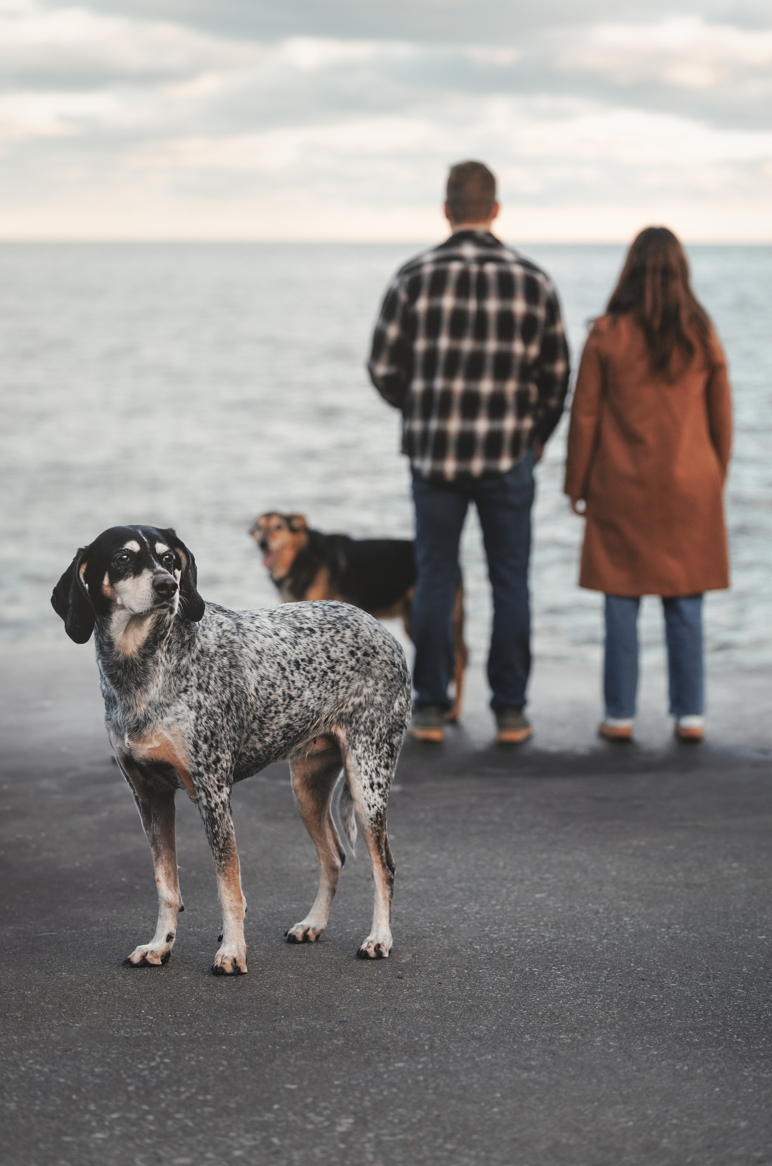 Racer & Delly. Pet Photographer Viktoriya Aleshenko