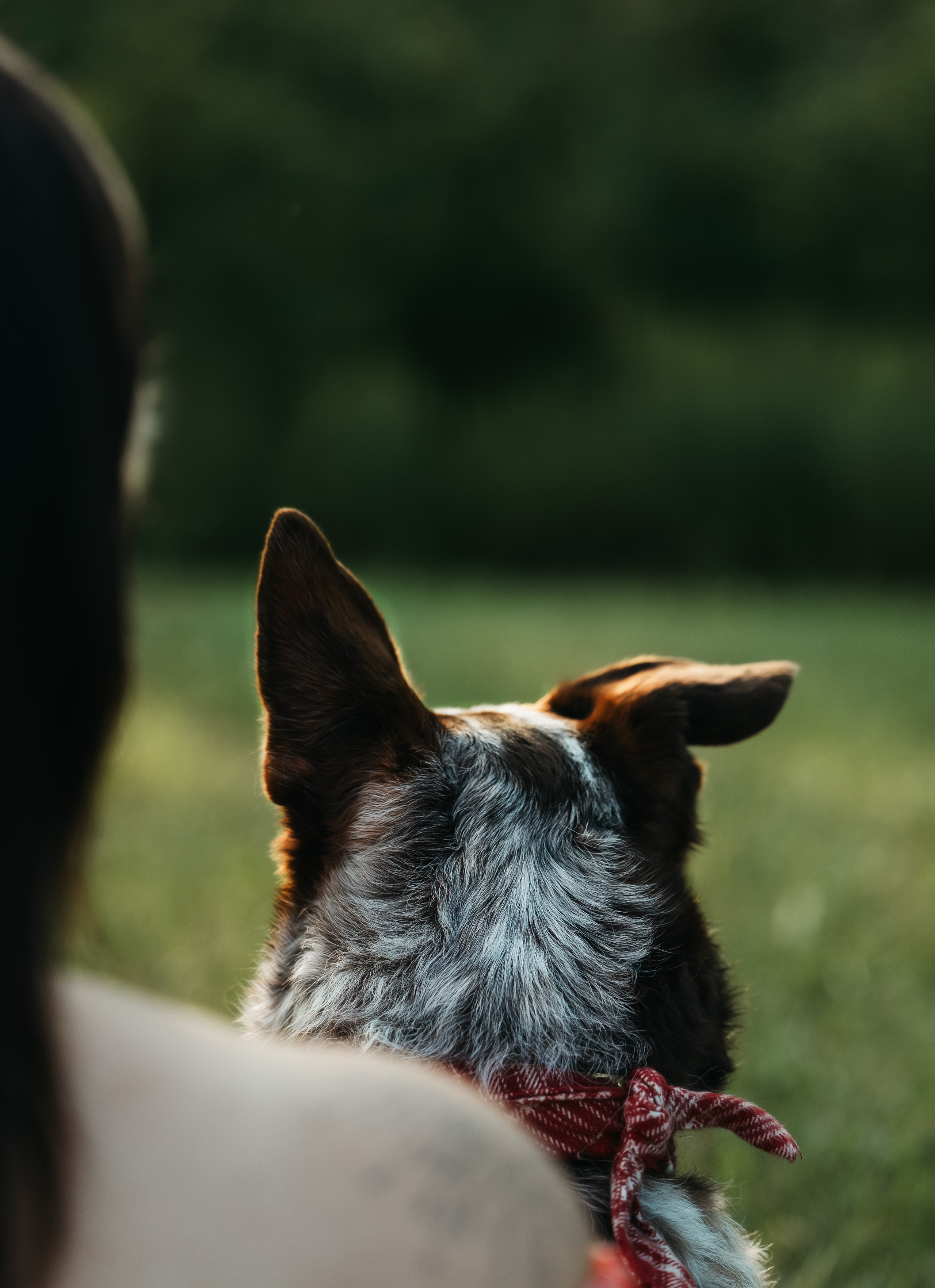 Rubee & Luisa. Pet Photographer Viktoriya Aleshenko