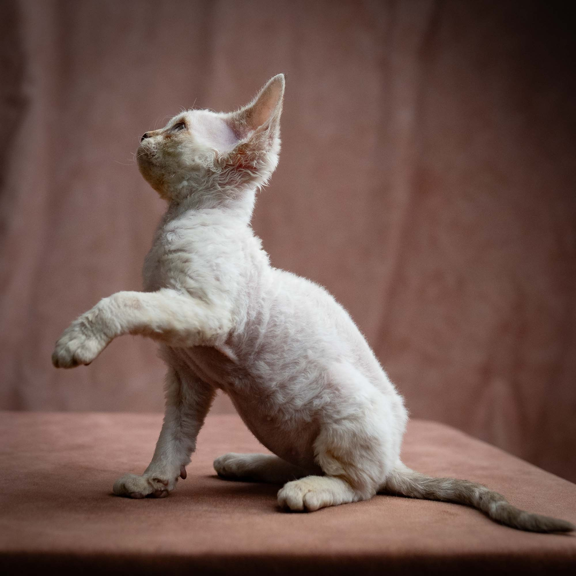 Selena, girl, born 05.08.26. Devon Rex Pixie Cattery