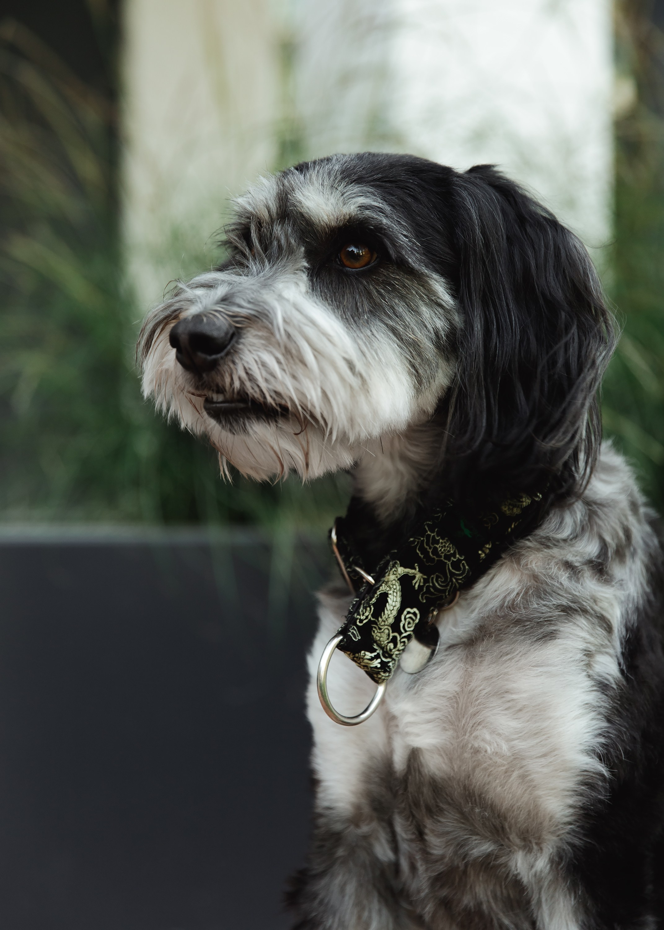 Lera & Flora. Kaja | fotograf we Wrocławiu | ludzie i psy