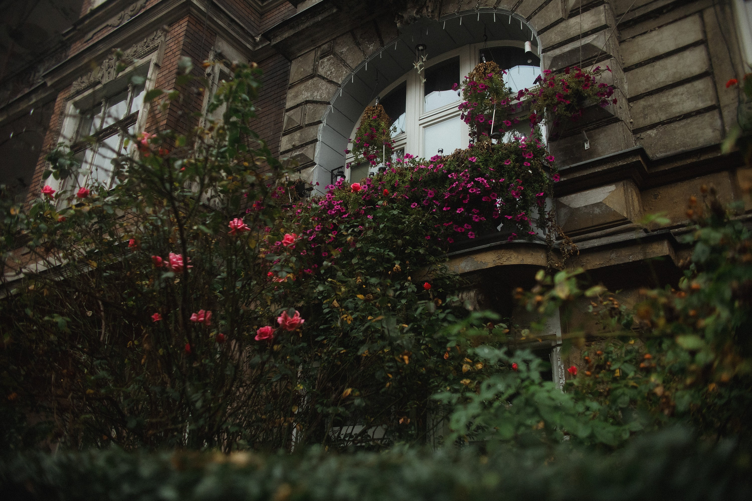 Nastya. Kaja | fotograf psów we Wrocławiu