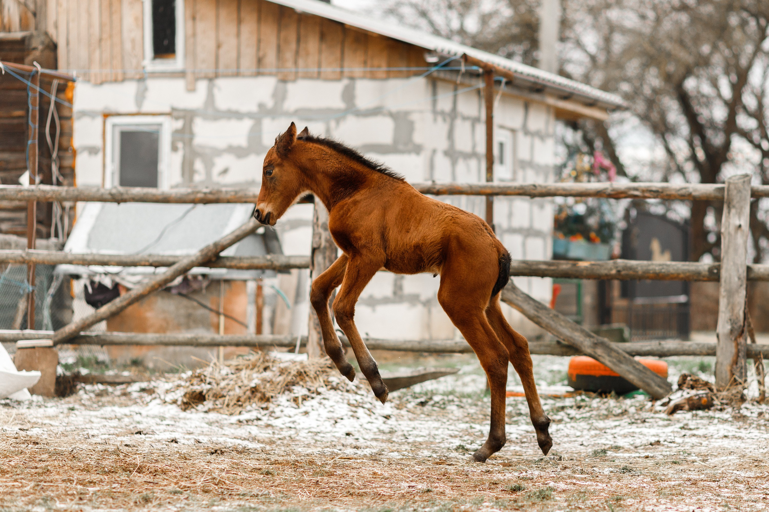 Winter stable. Kaja | fotograf psów we Wrocławiu