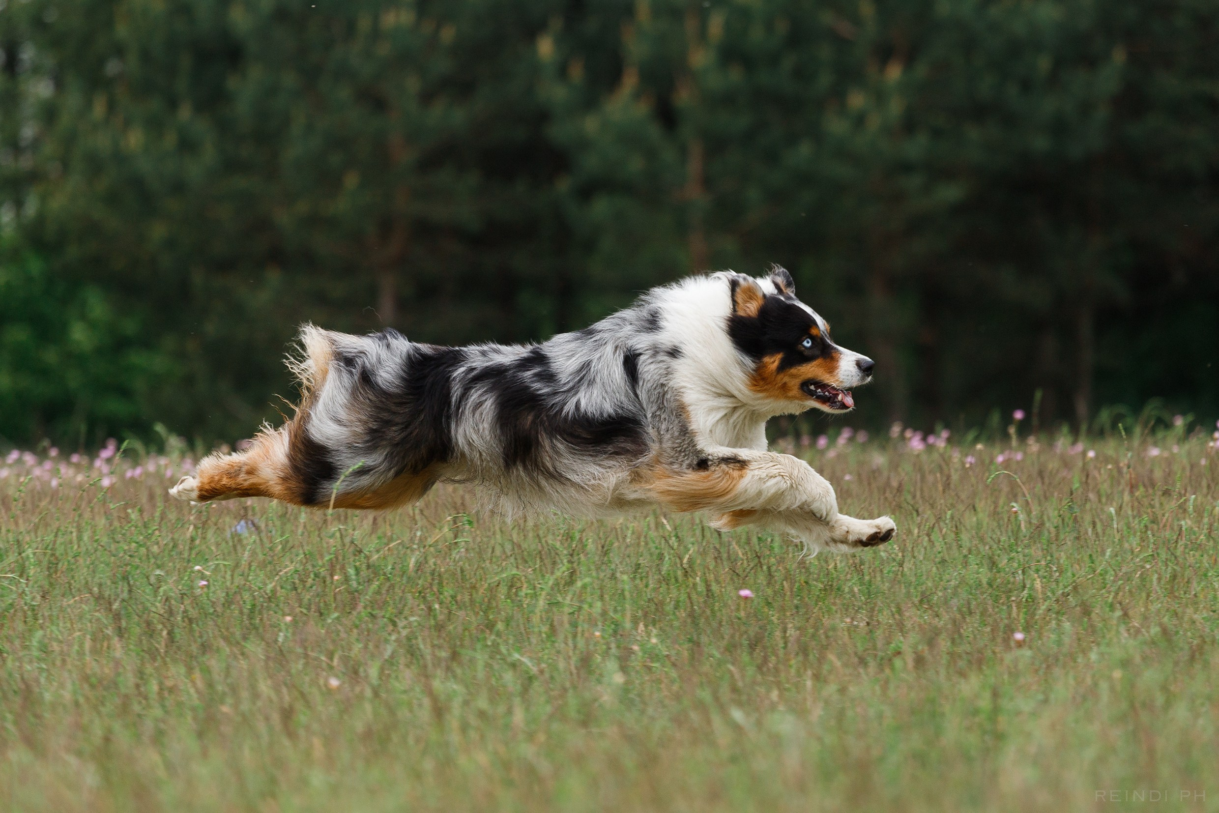 Dog frisbee championship | summer. Kaja | fotograf we Wrocławiu | ludzie i psy