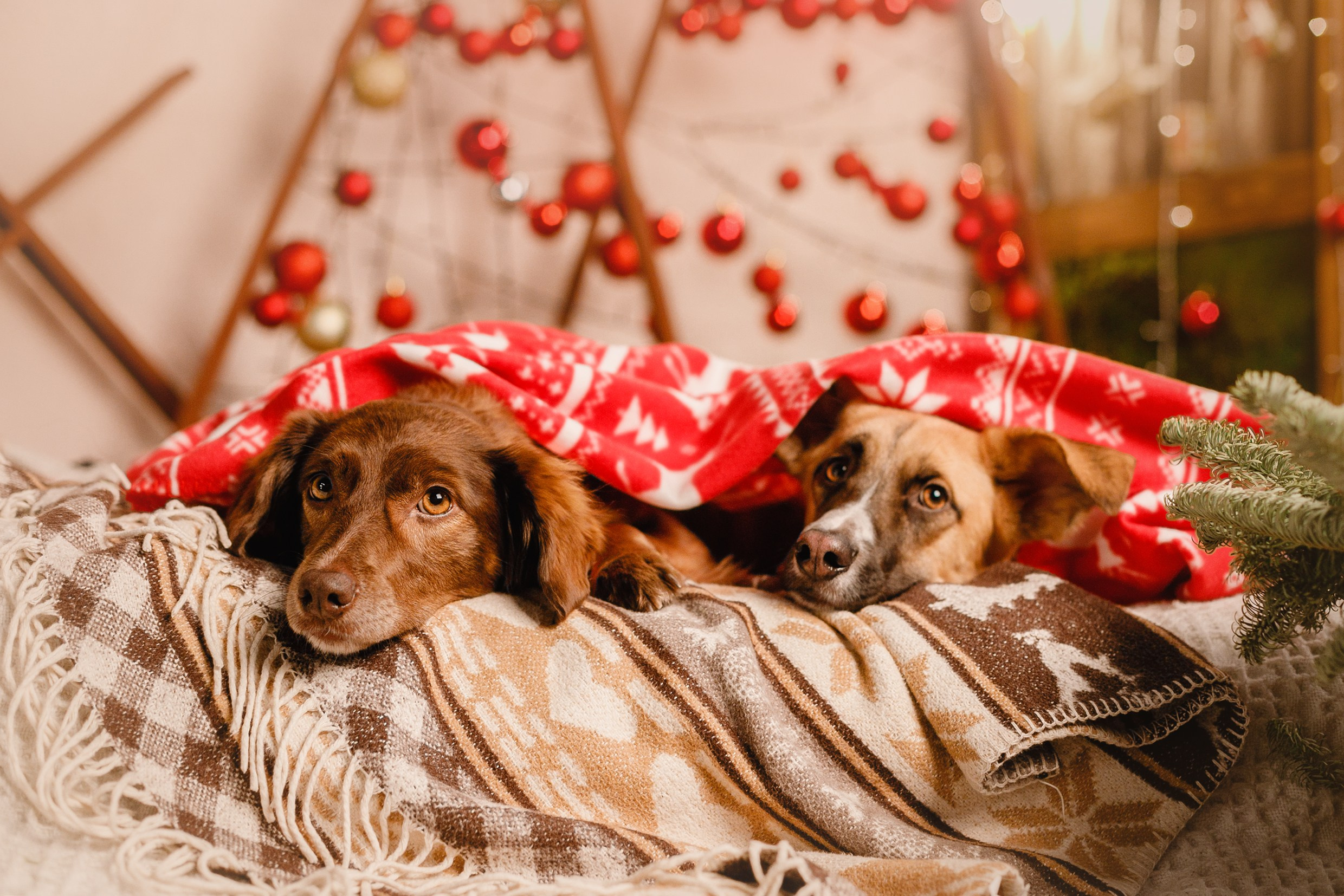 Lana, Edgar and Mucha | new year studio. Kaja | fotograf psów we Wrocławiu