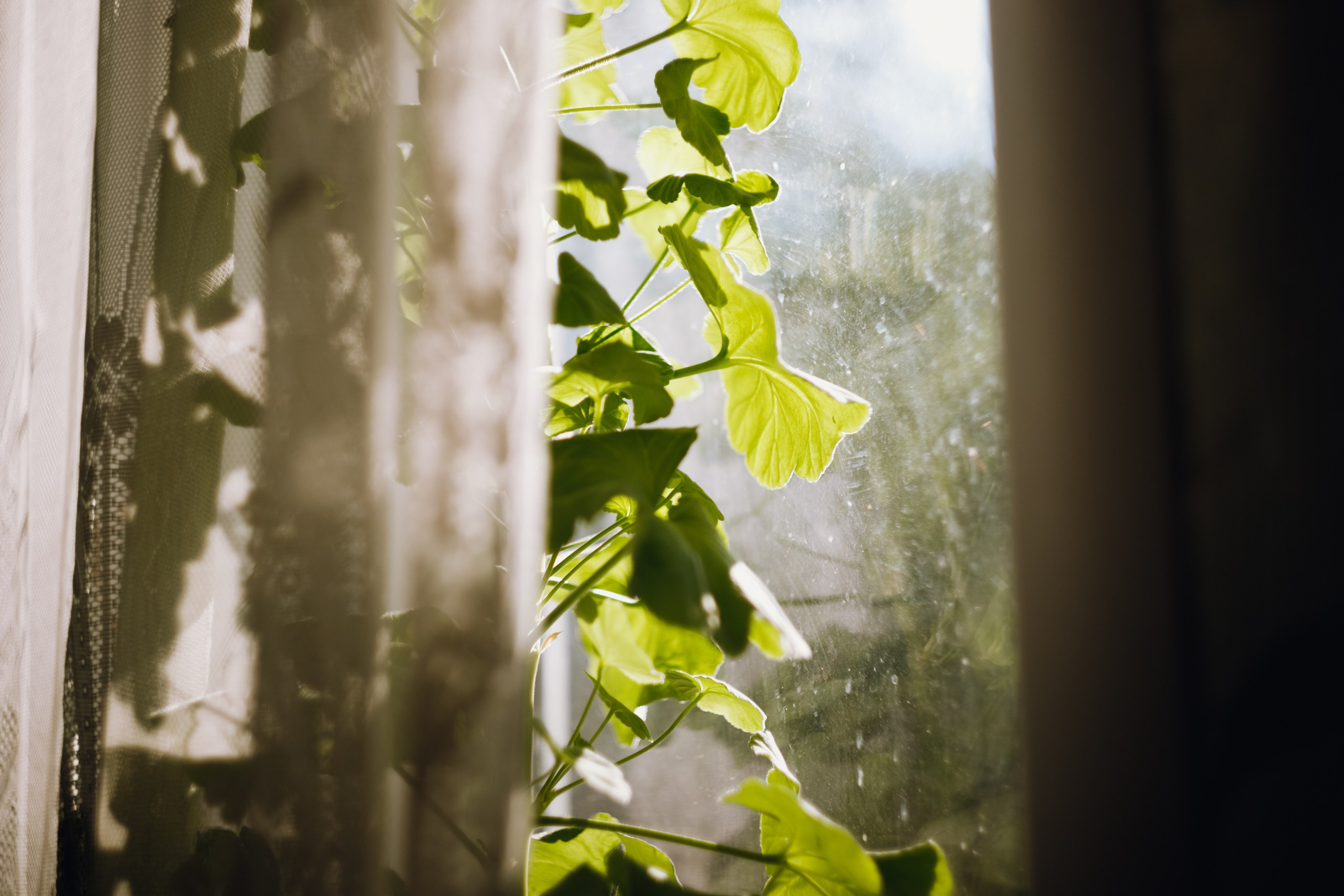 Grandmother's home in Brest. Kaja | fotograf we Wrocławiu | ludzie i psy
