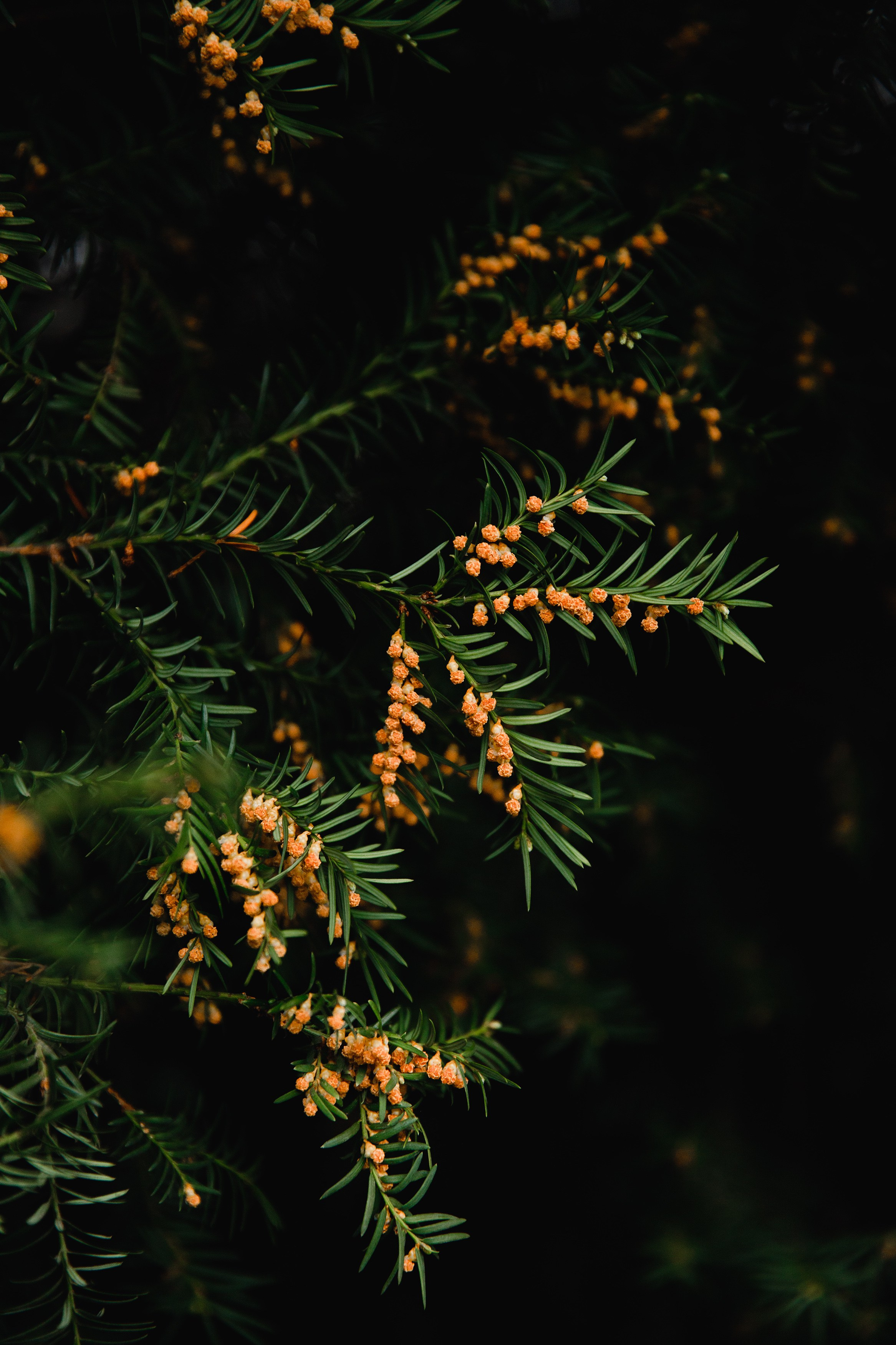 Botanical garden in Wroclaw. Kaja | fotograf we Wrocławiu | ludzie i psy