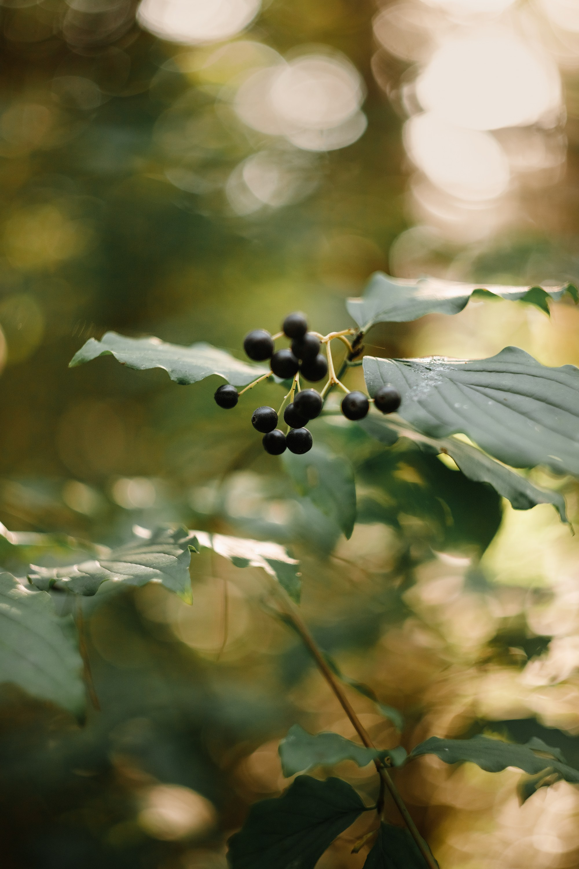 Grodno. Kaja | fotograf we Wrocławiu | ludzie i psy