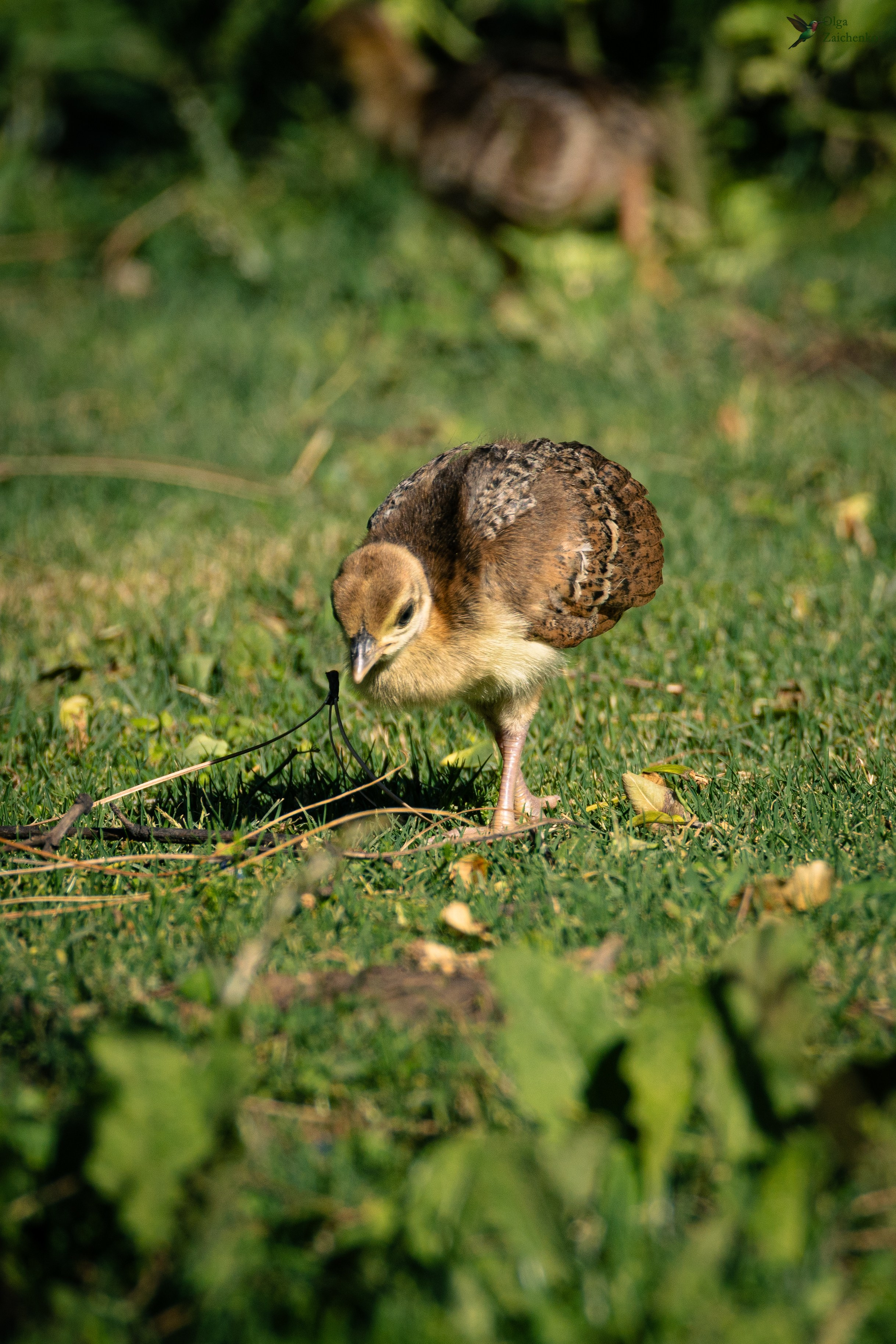 птенцы павлина