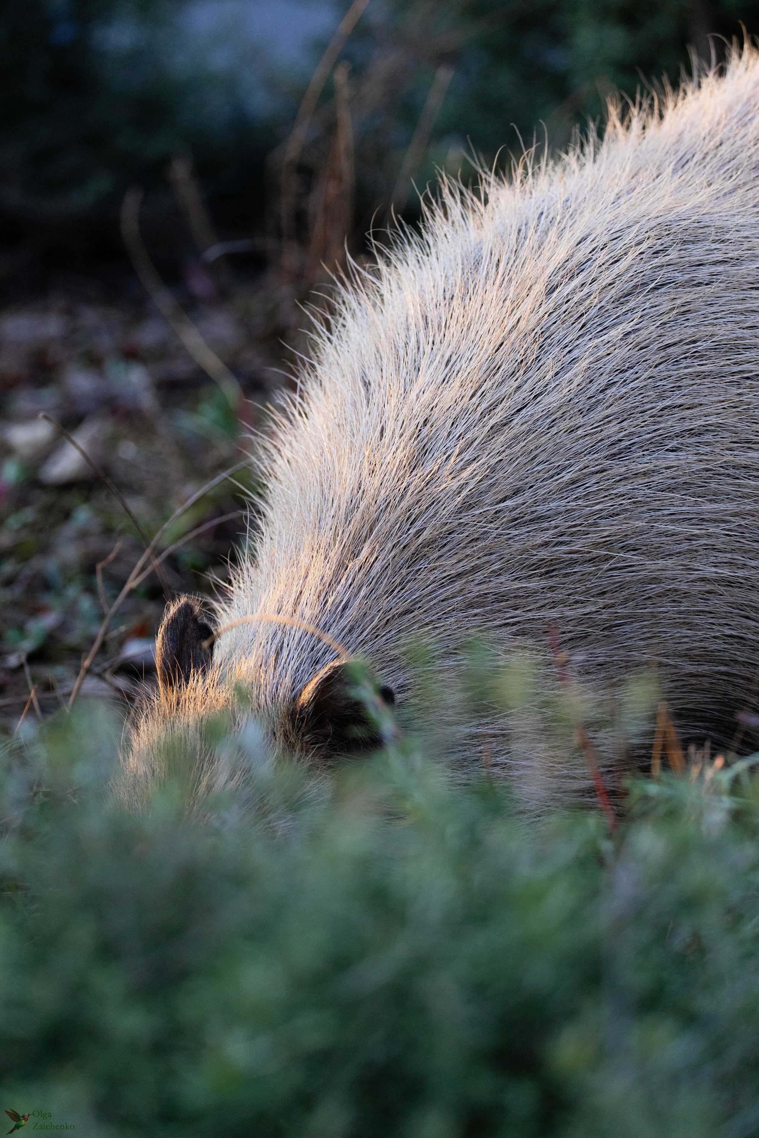 WildLife. Фотограф в Буэнос-Айресе