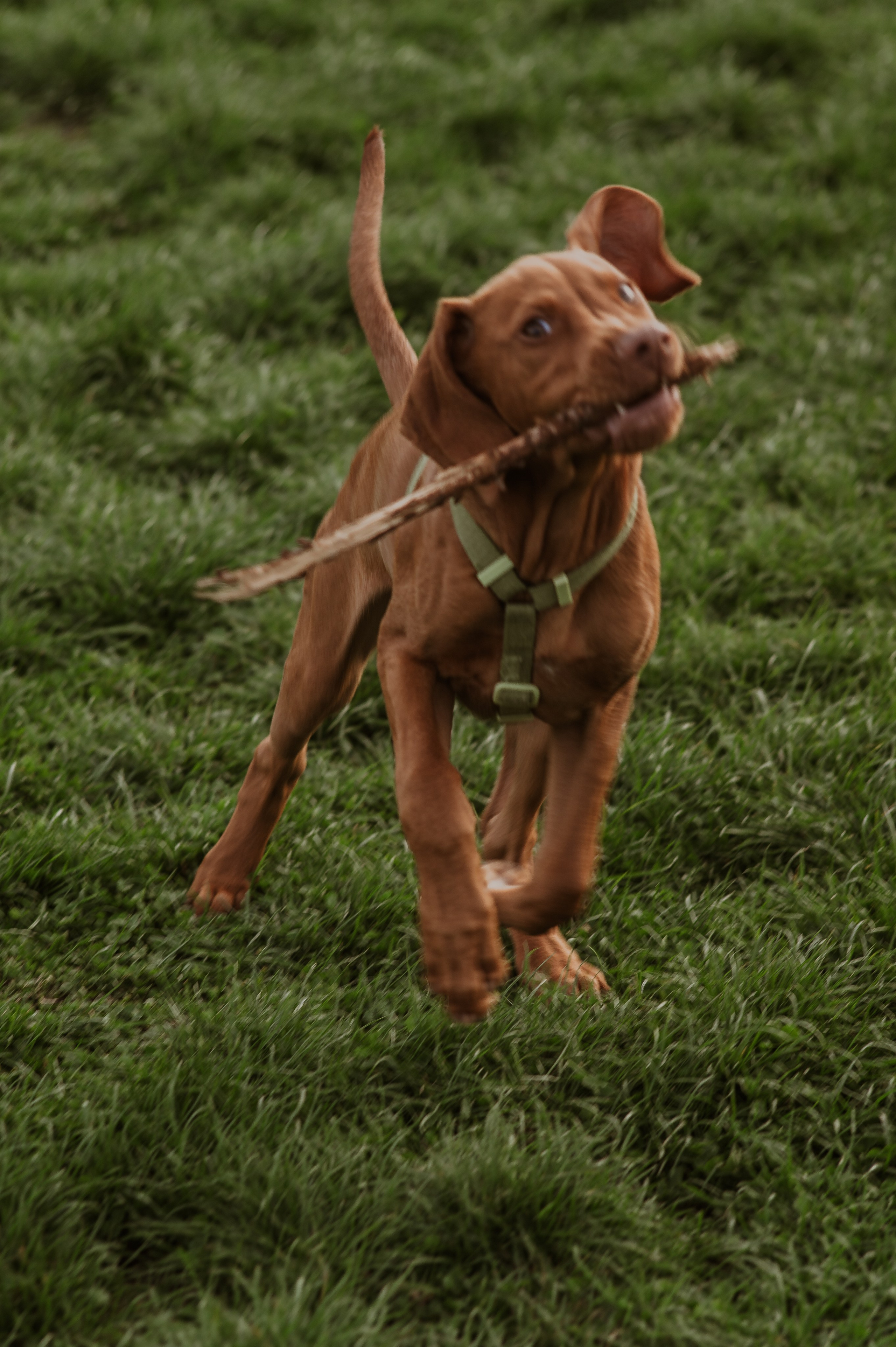 Spontanes Hunderudel im Rosental – Ori trifft neue Freunde. RawPeek