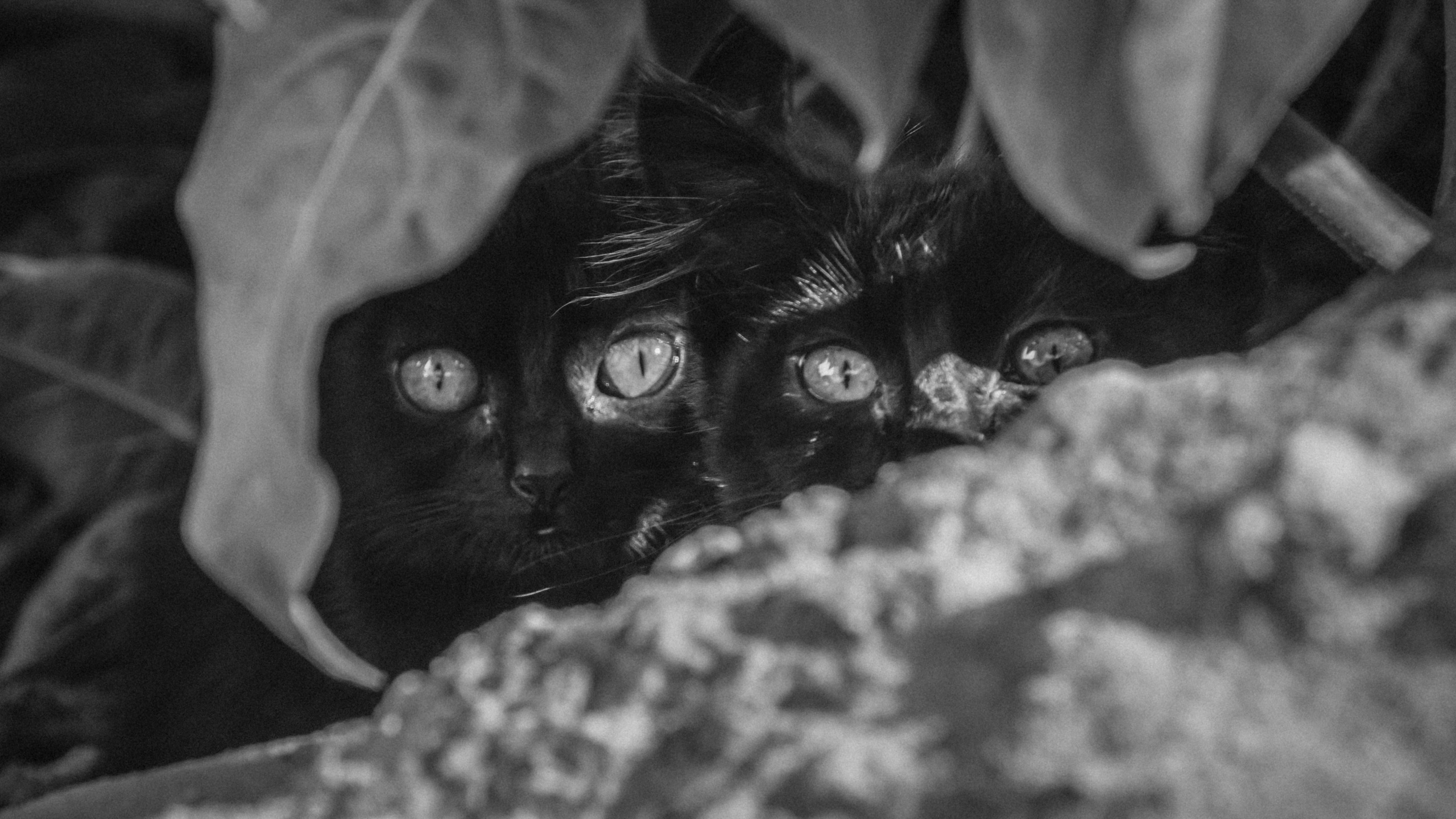 Rojales. Alba del Norte Studio