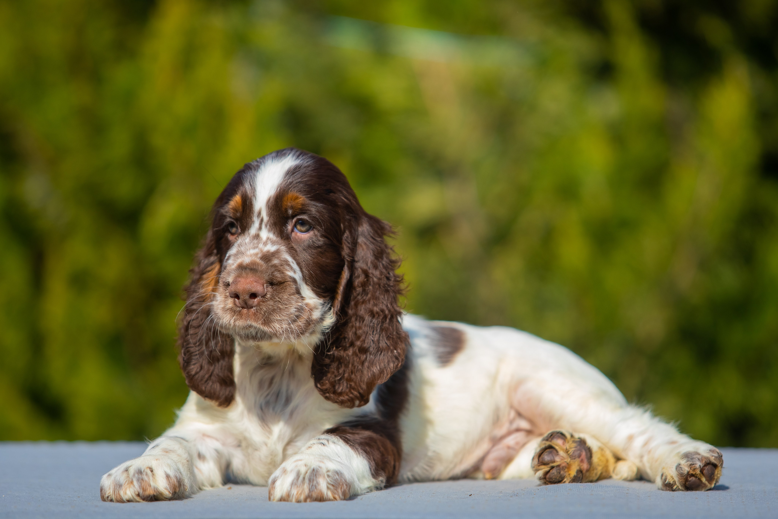Male — Yellow collar 💛. Website of the titled stud dog of the Springer Spaniel breed