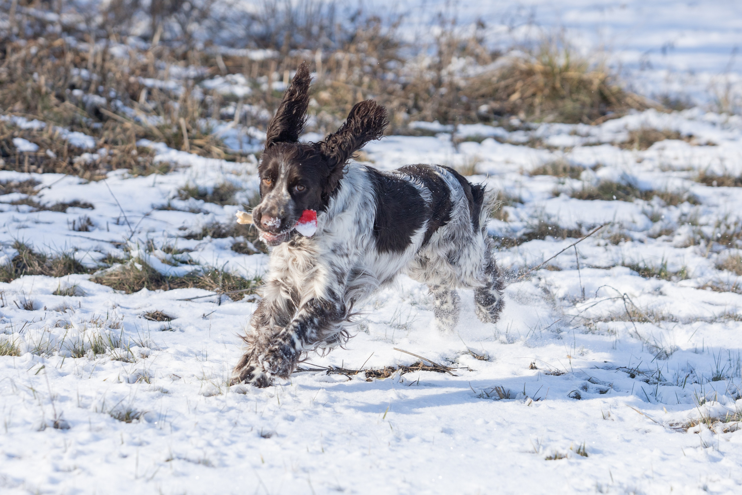 English Springer Spaniel female show movement