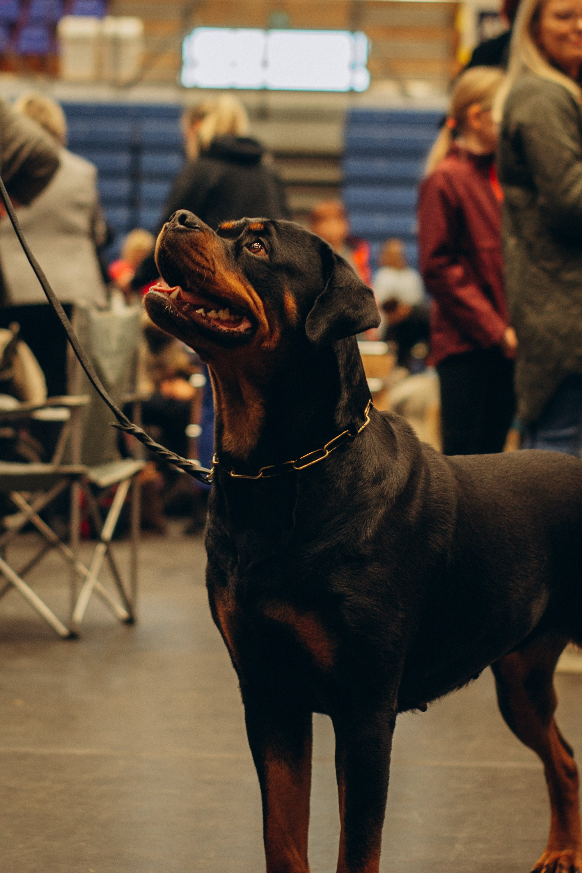 Rakvere Dog Show. Kat Laisaar — Pet photographer in Tallinn