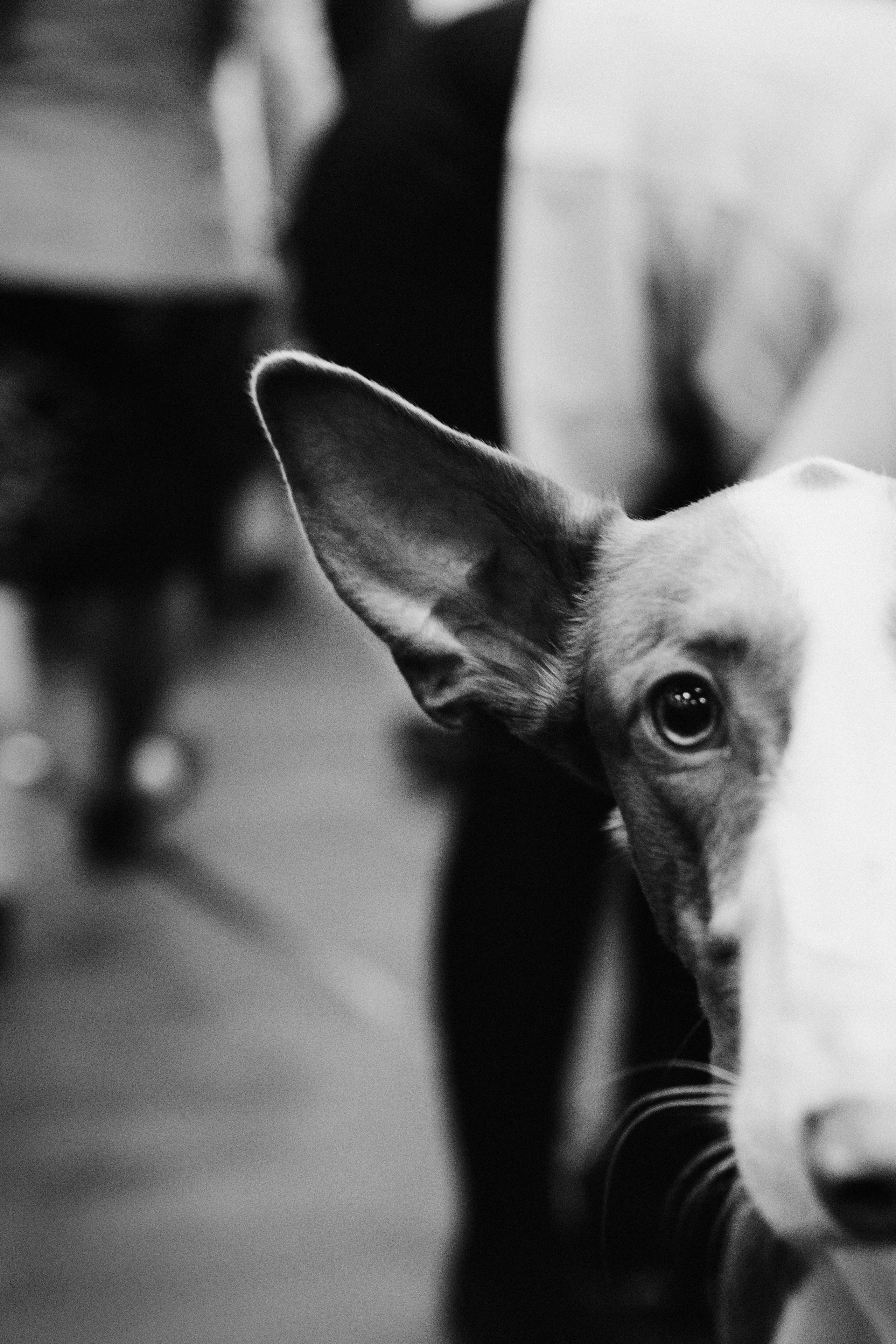 Pärnu dog weekend photo report. Kat Laisaar — Pet photographer in Tallinn