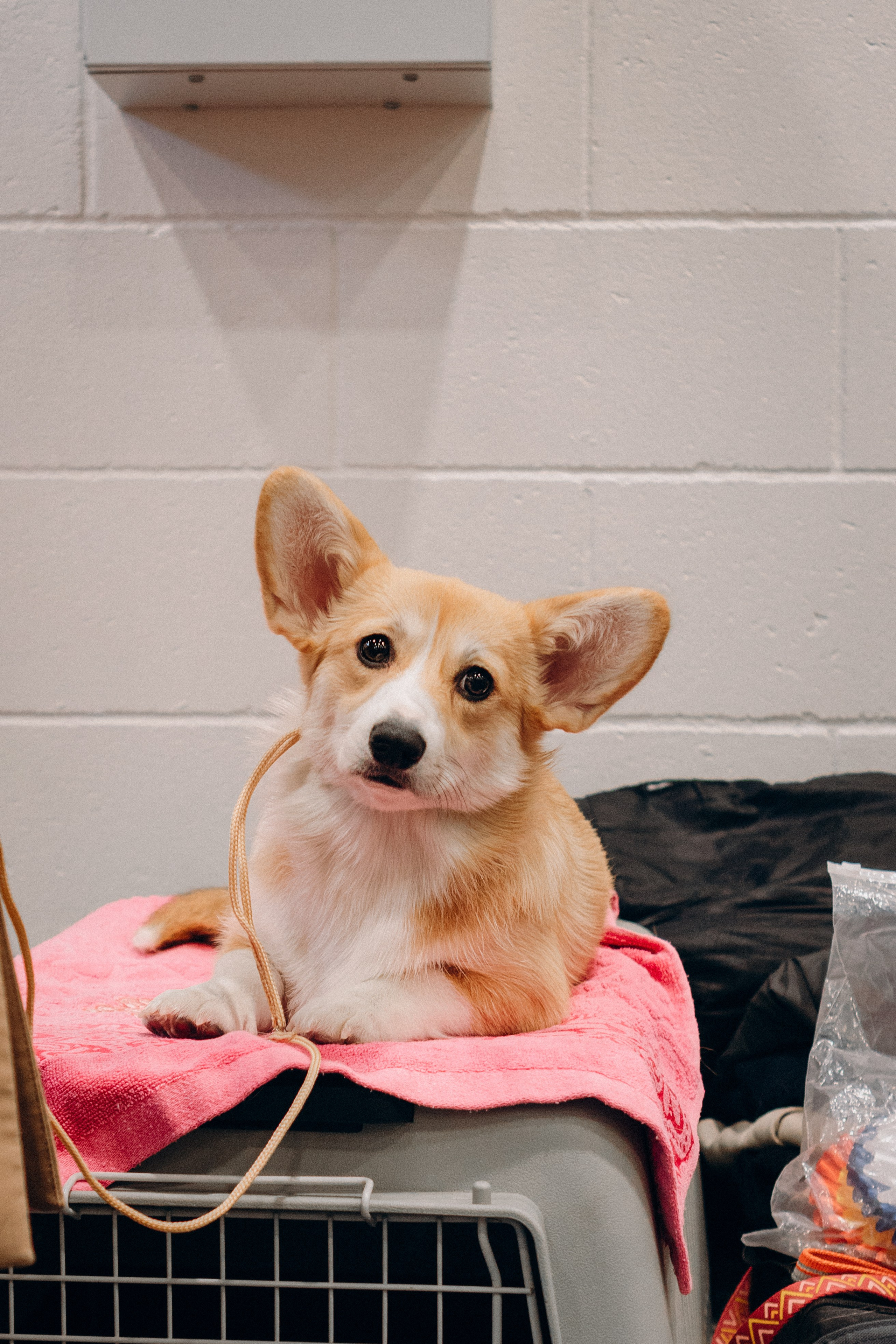 Pärnu dog weekend photo report. Kat Laisaar — Pet photographer in Tallinn