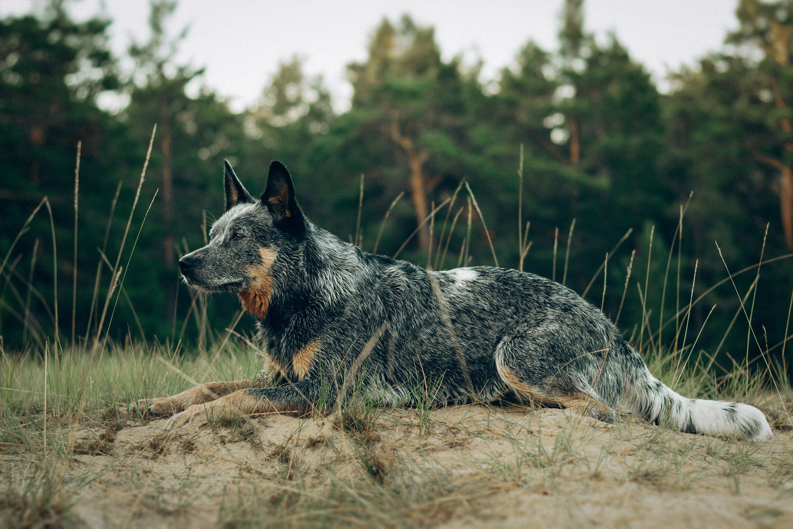 Dakota, Australian Cattle Dog. Kat Laisaar — Pet photographer in Tallinn