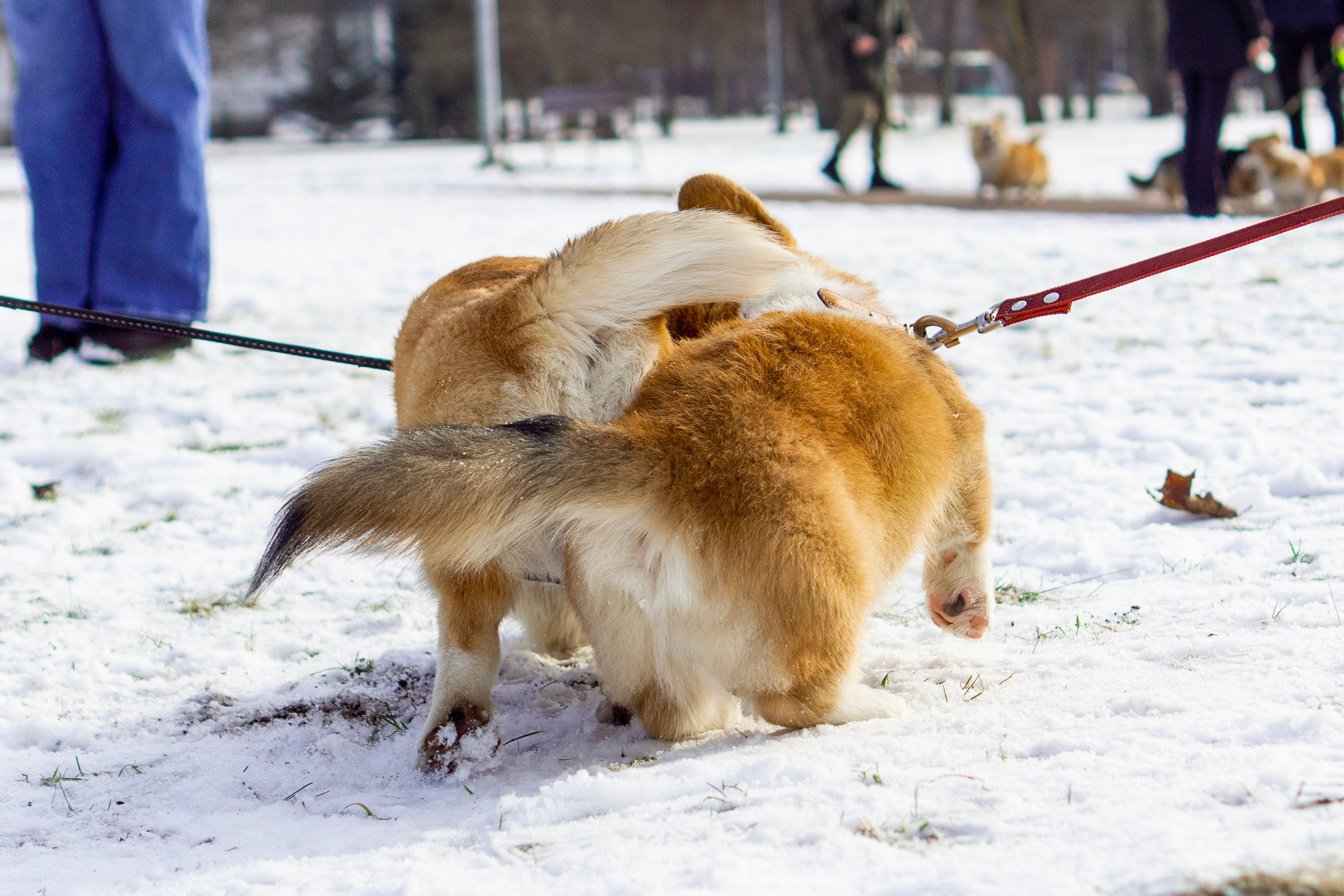 Corgi party, 23 feb. 2025. Kat Laisaar — Pet photographer in Tallinn