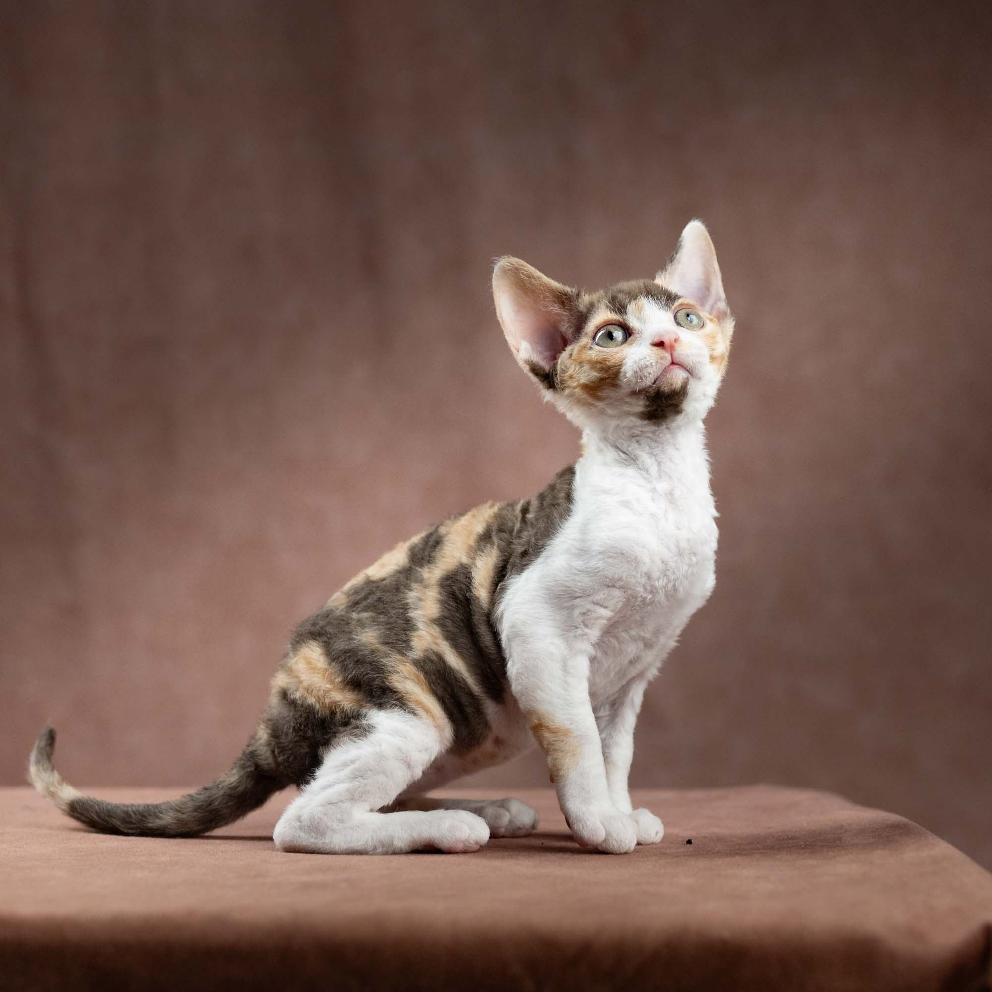 Dixie, girl, born on 06.06.24 SOLD. Devon Rex Pixie Cattery