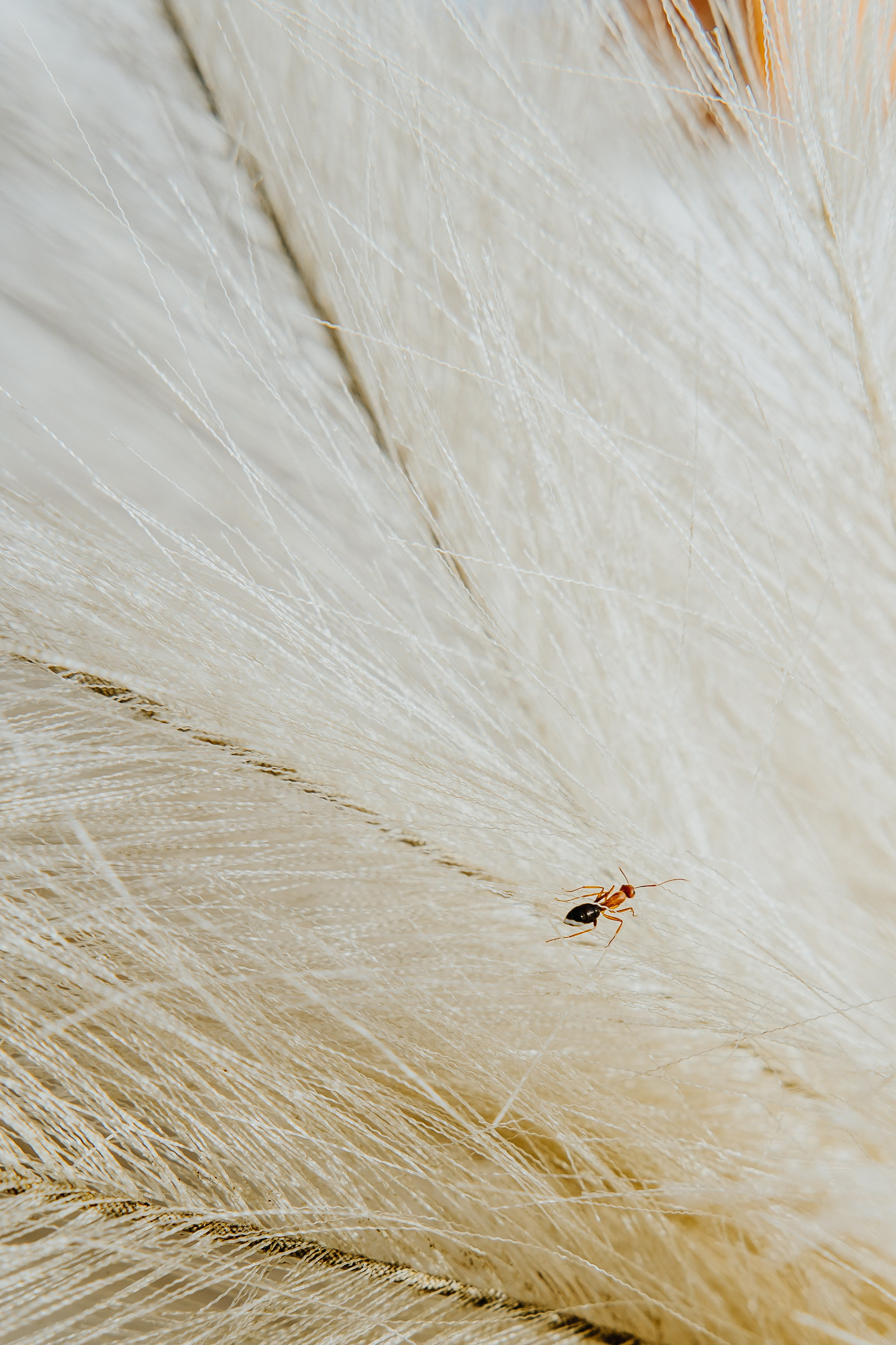 Heather & Jose wedding. Alya Leto Photographer