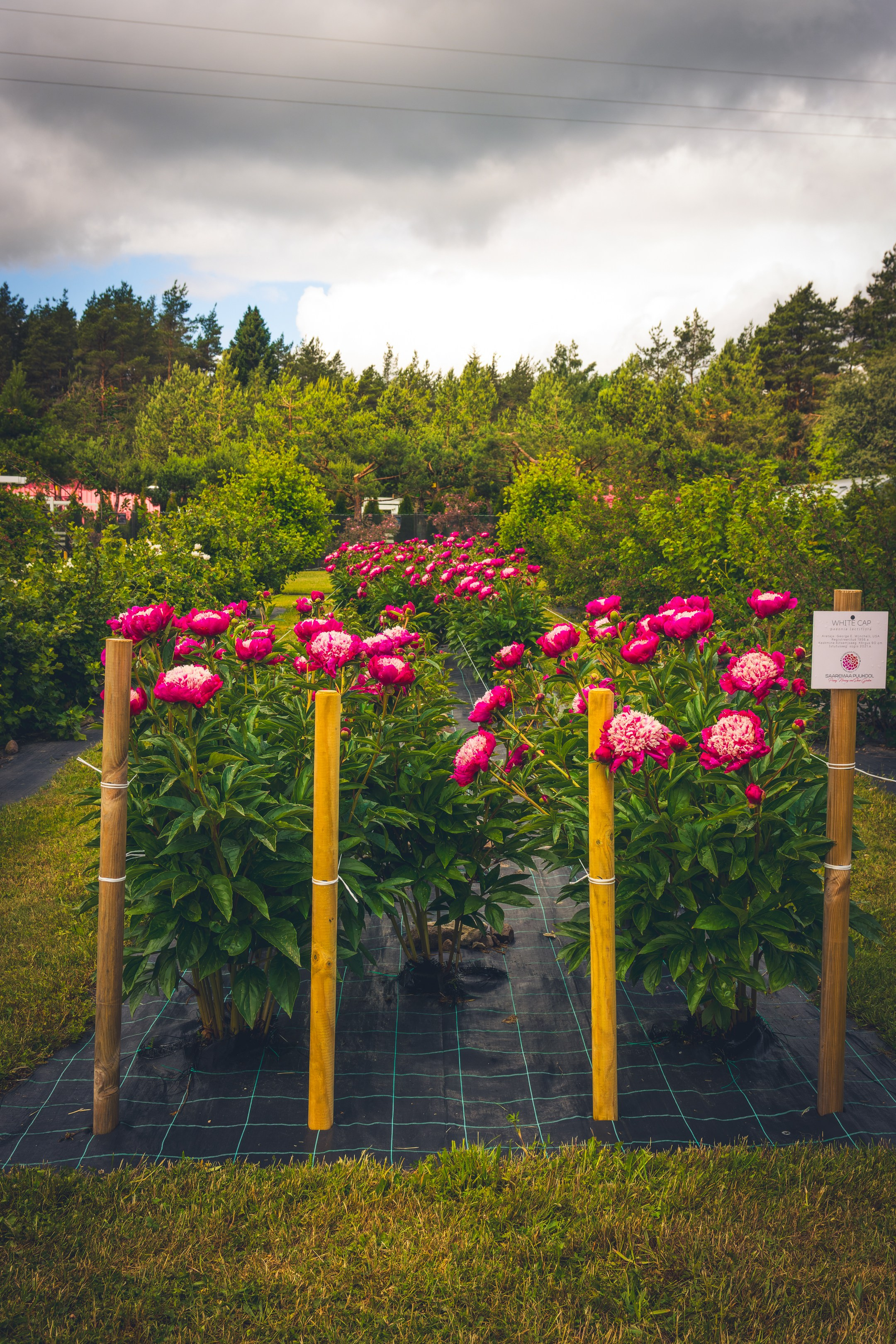 Saarema, reis. Nebula 25 — Fotod teie hingele