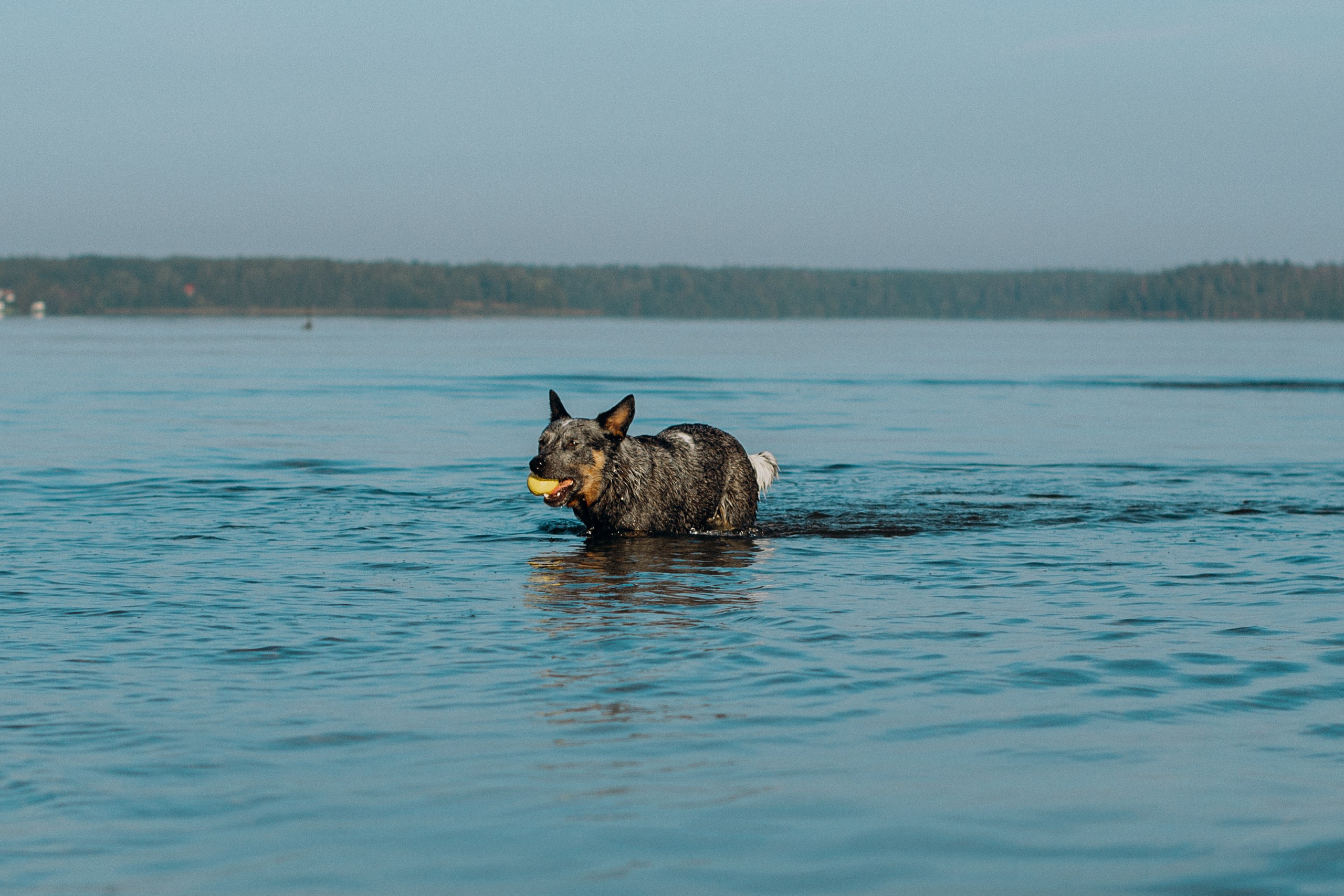 Dakota, Australian Cattle Dog. Kat Laisaar — Pet photographer in Tallinn