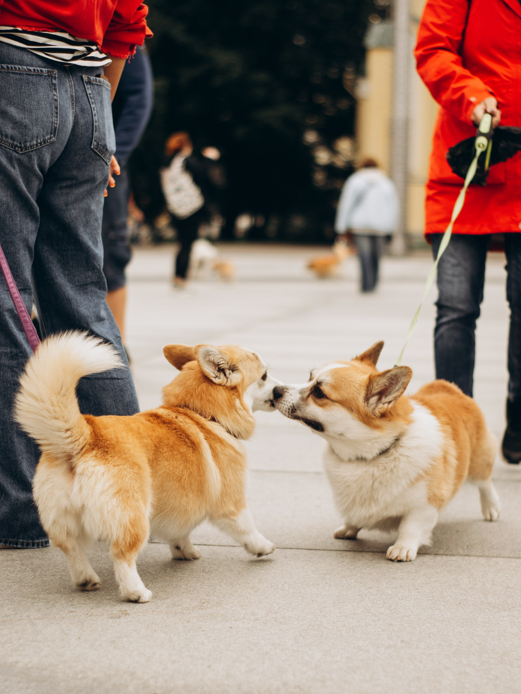 Corgi party, september. Kat Laisaar — Pet photographer in Tallinn