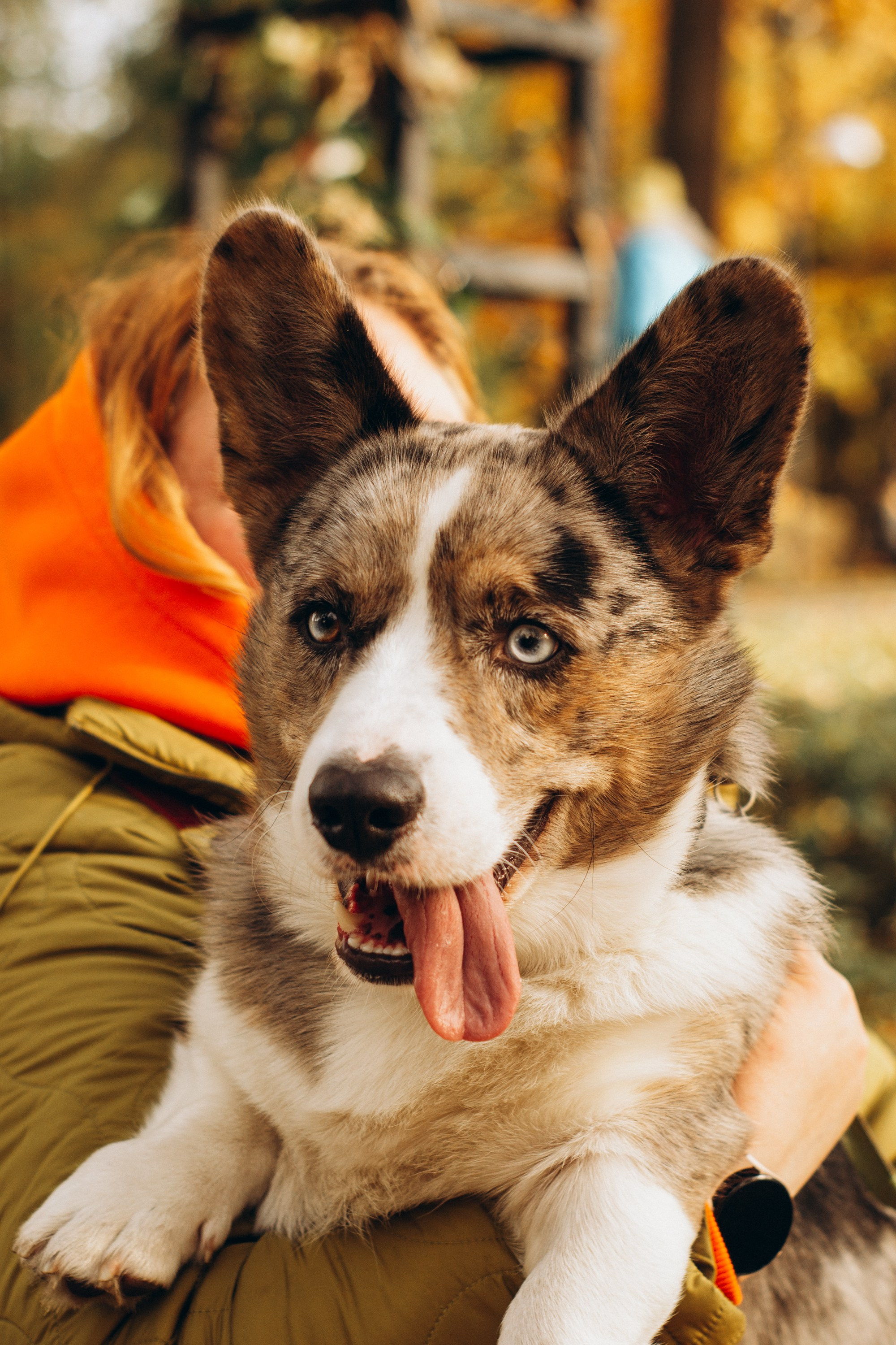 Corgi party, october. Kat Laisaar — Pet photographer in Tallinn