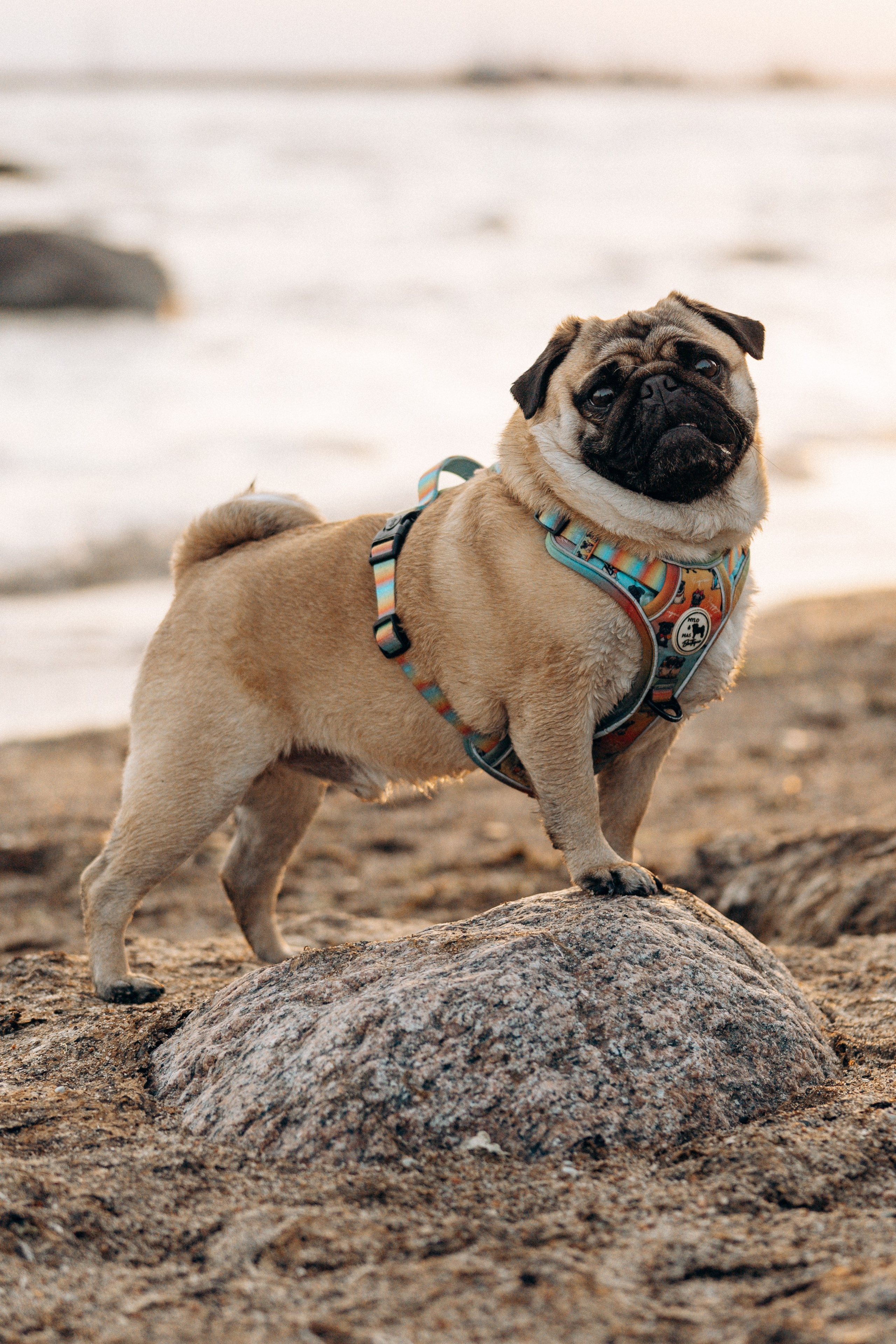 Frank, Tony, Katerina & Lev. Kat Laisaar — Pet photographer in Tallinn