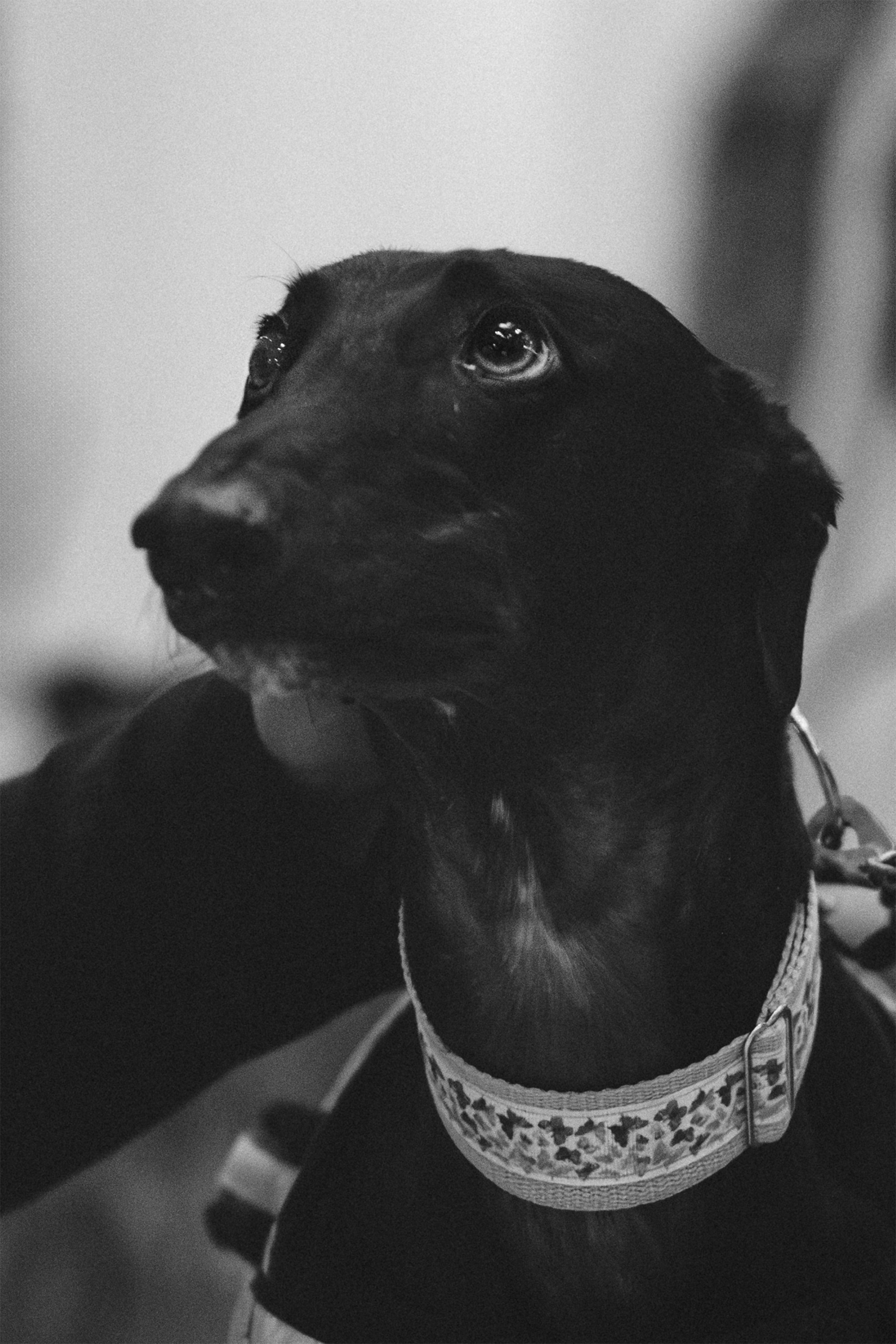 GalgoTreff / Solaris keskus 16 november. Kat Laisaar — Pet photographer in Tallinn